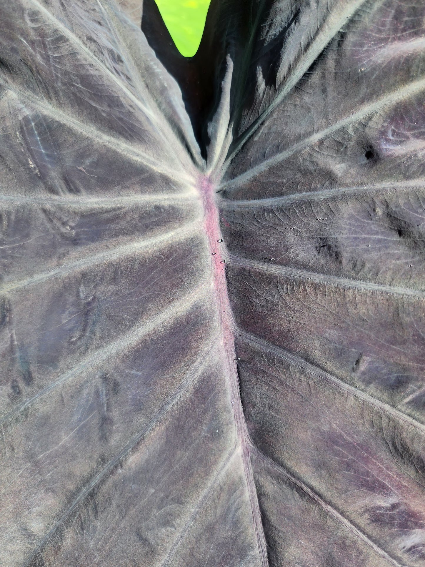 COLOCASIA EXCALIBUR