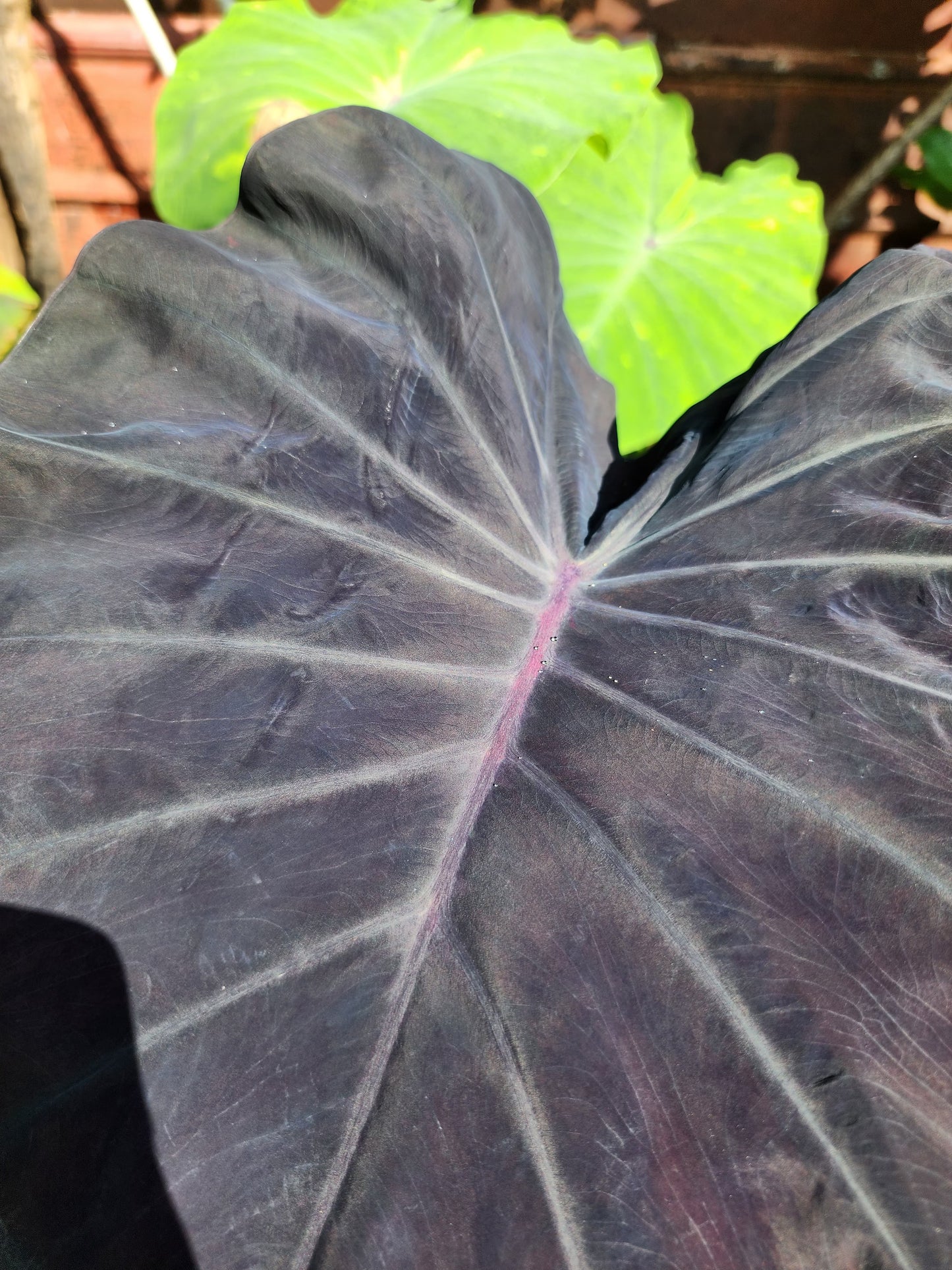 COLOCASIA EXCALIBUR