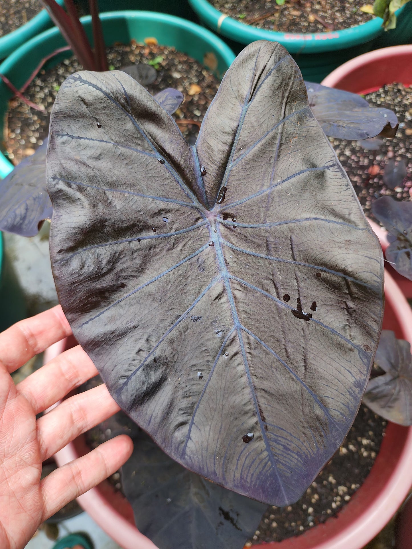 COLOCASIA TITANIUM