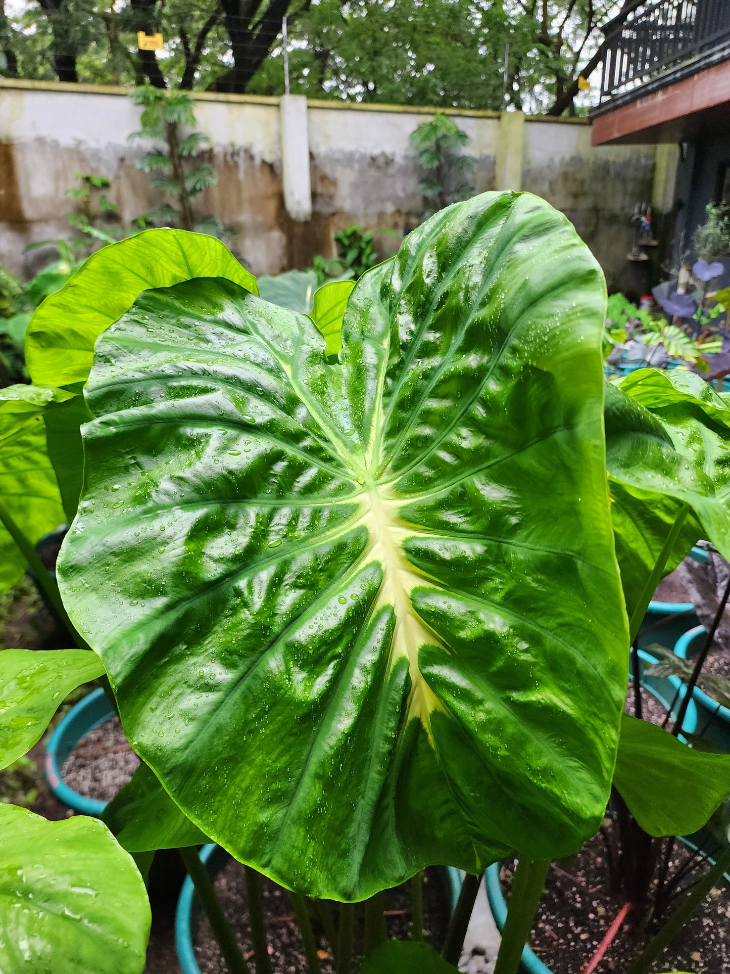 COLOCASIA CLOVER