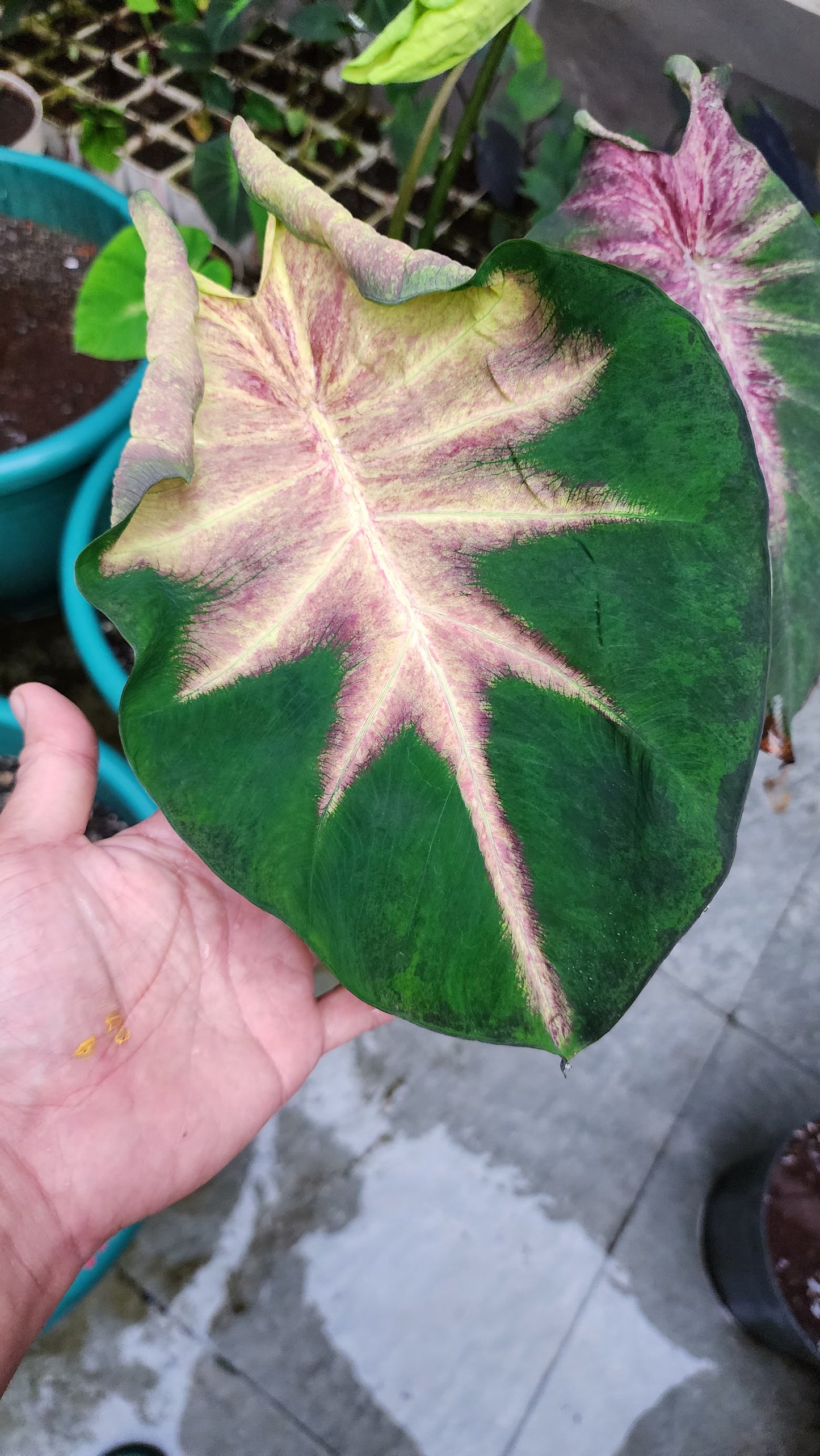 COLOCASIA FIERY PHOENIX
