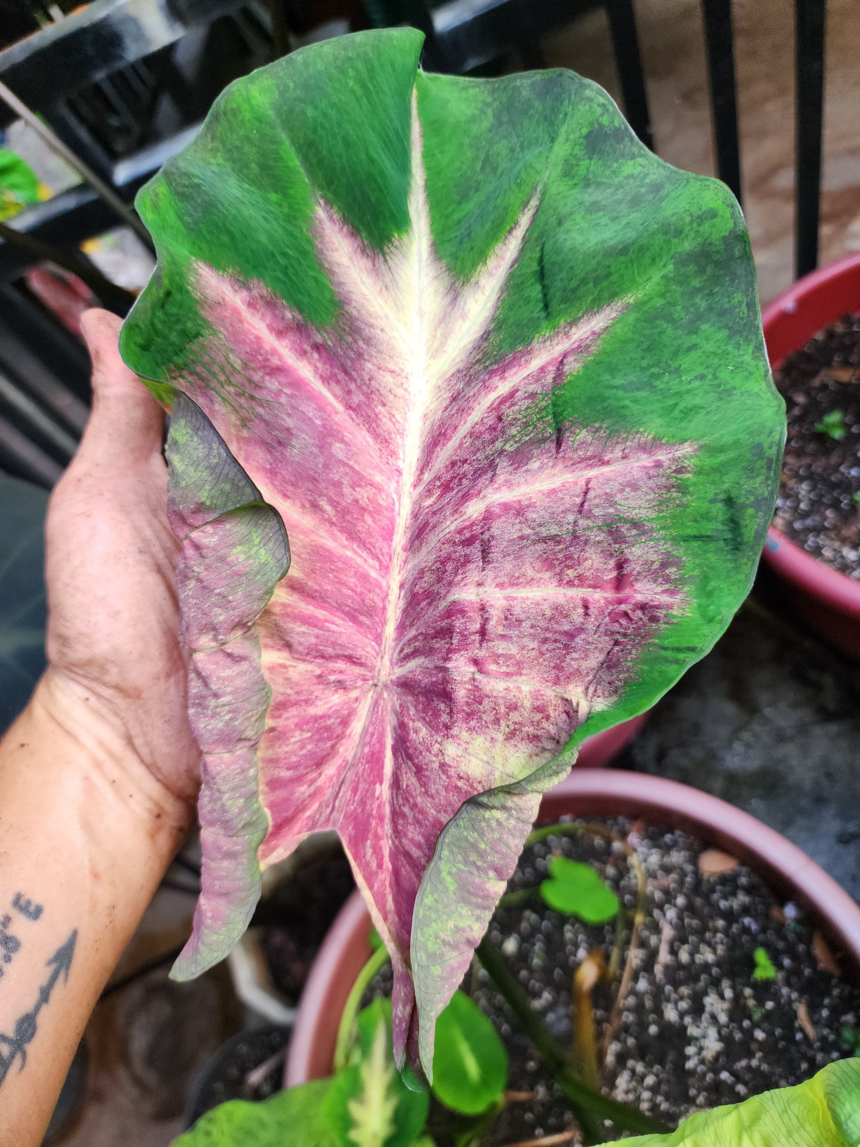 COLOCASIA FIERY PHOENIX