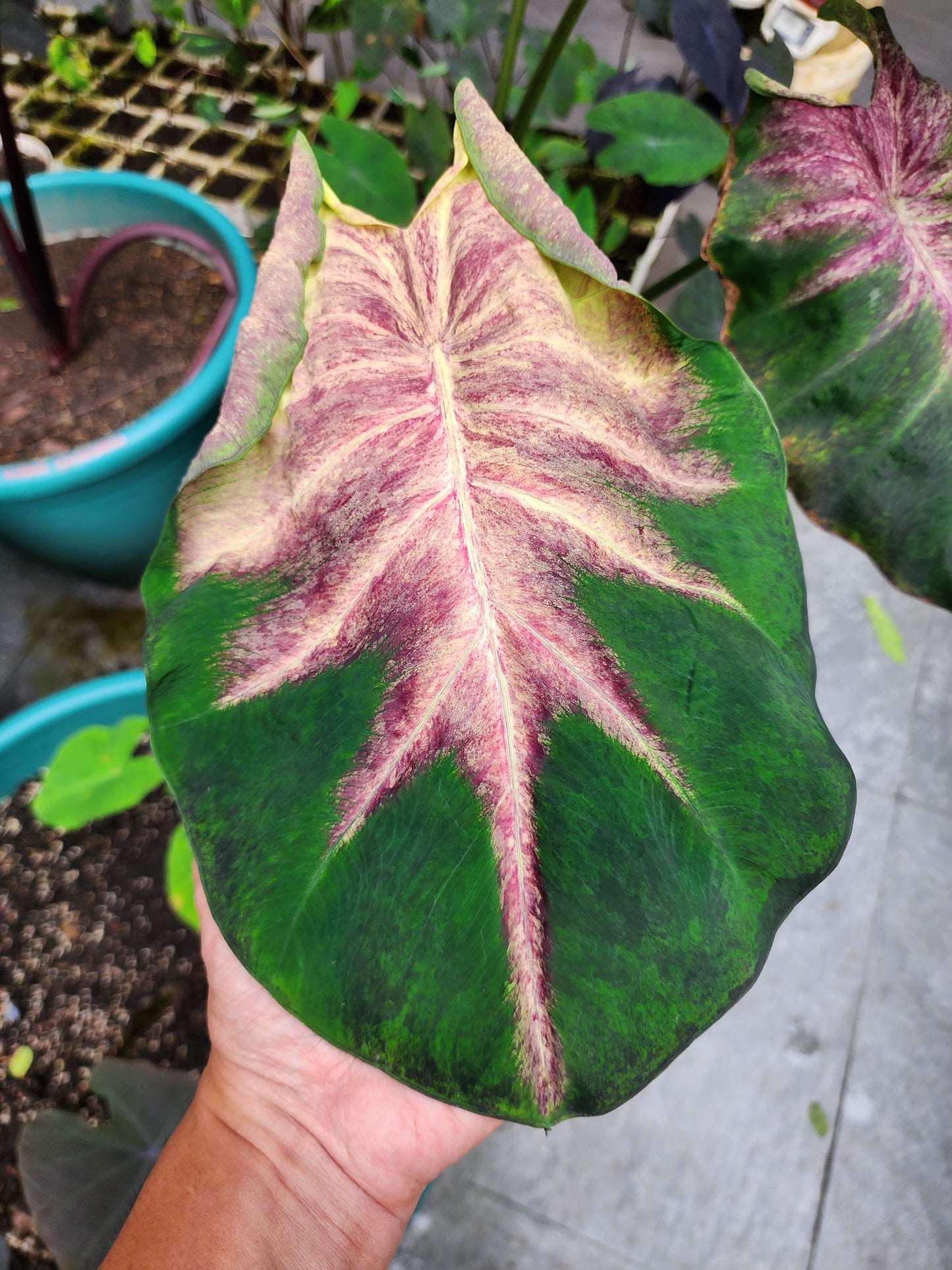 COLOCASIA FIERY PHOENIX