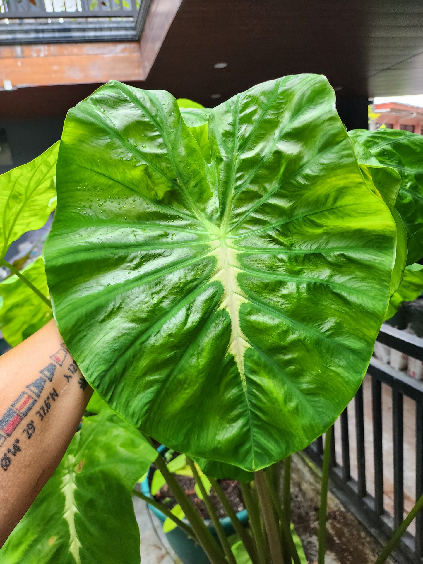 COLOCASIA CLOVER