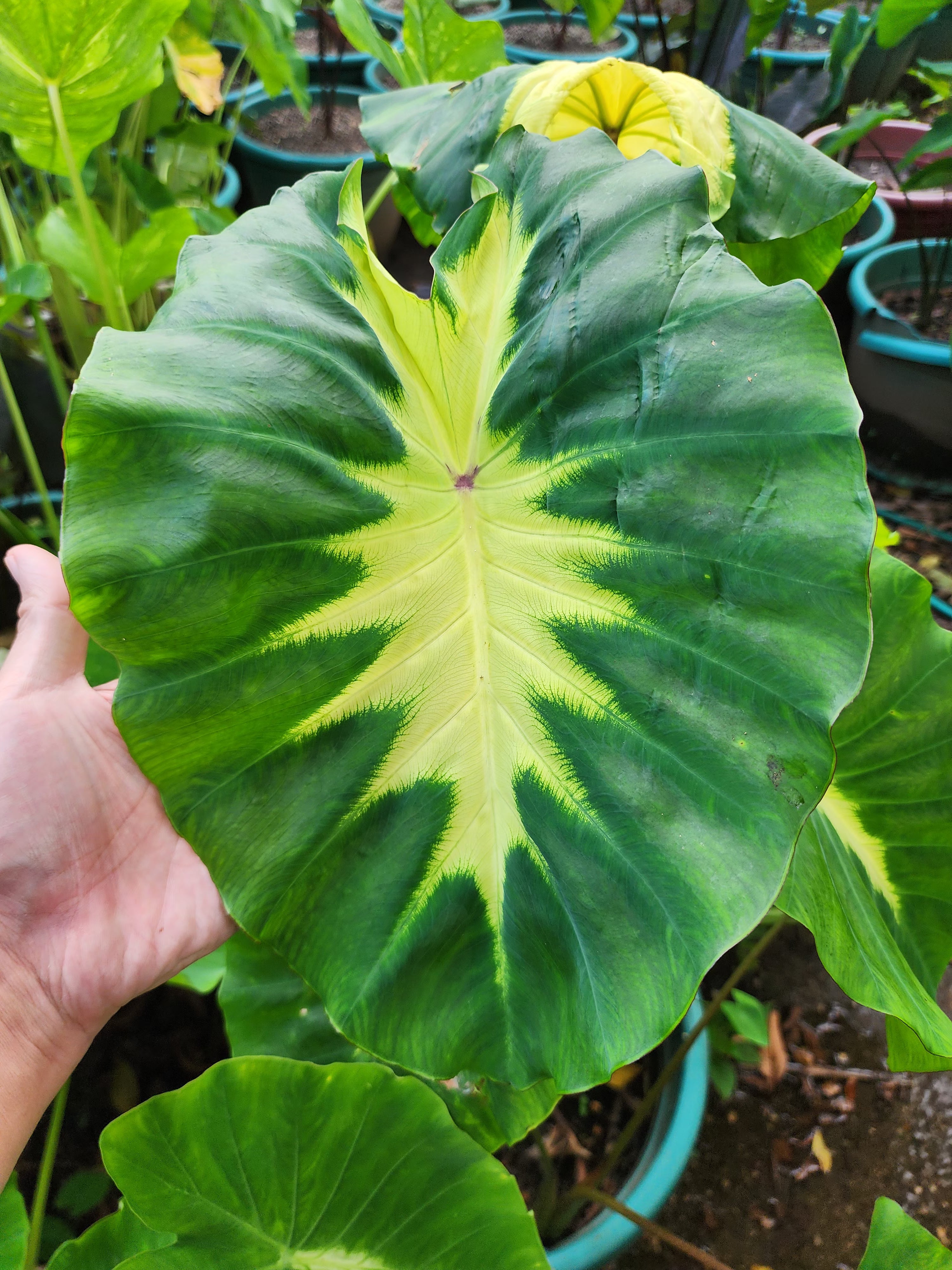 COLOCASIA  ELEKTRA