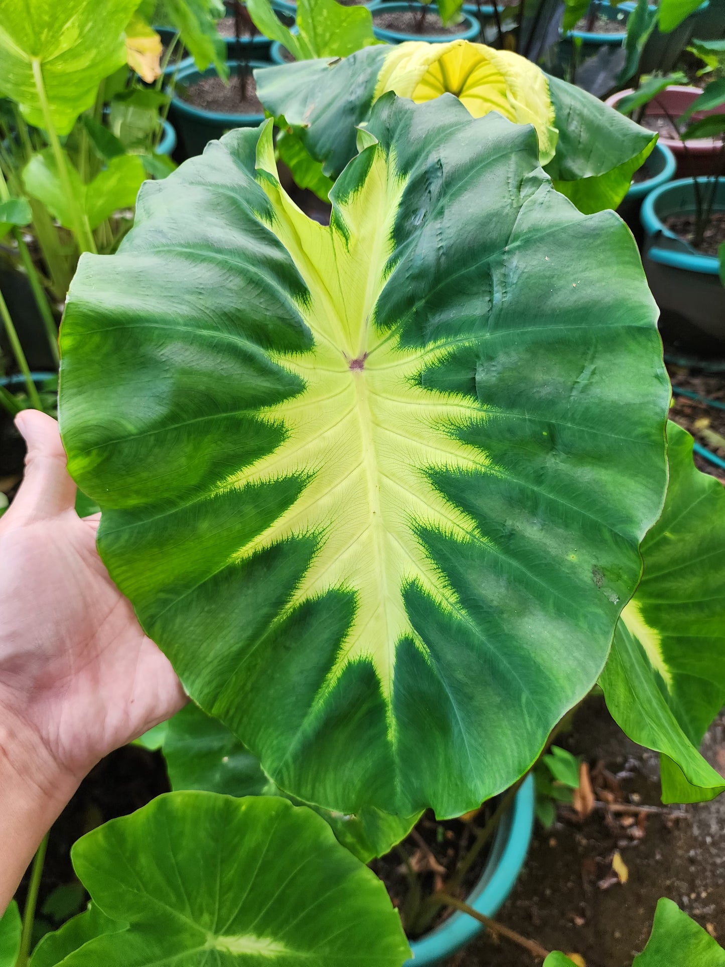 COLOCASIA  ELEKTRA