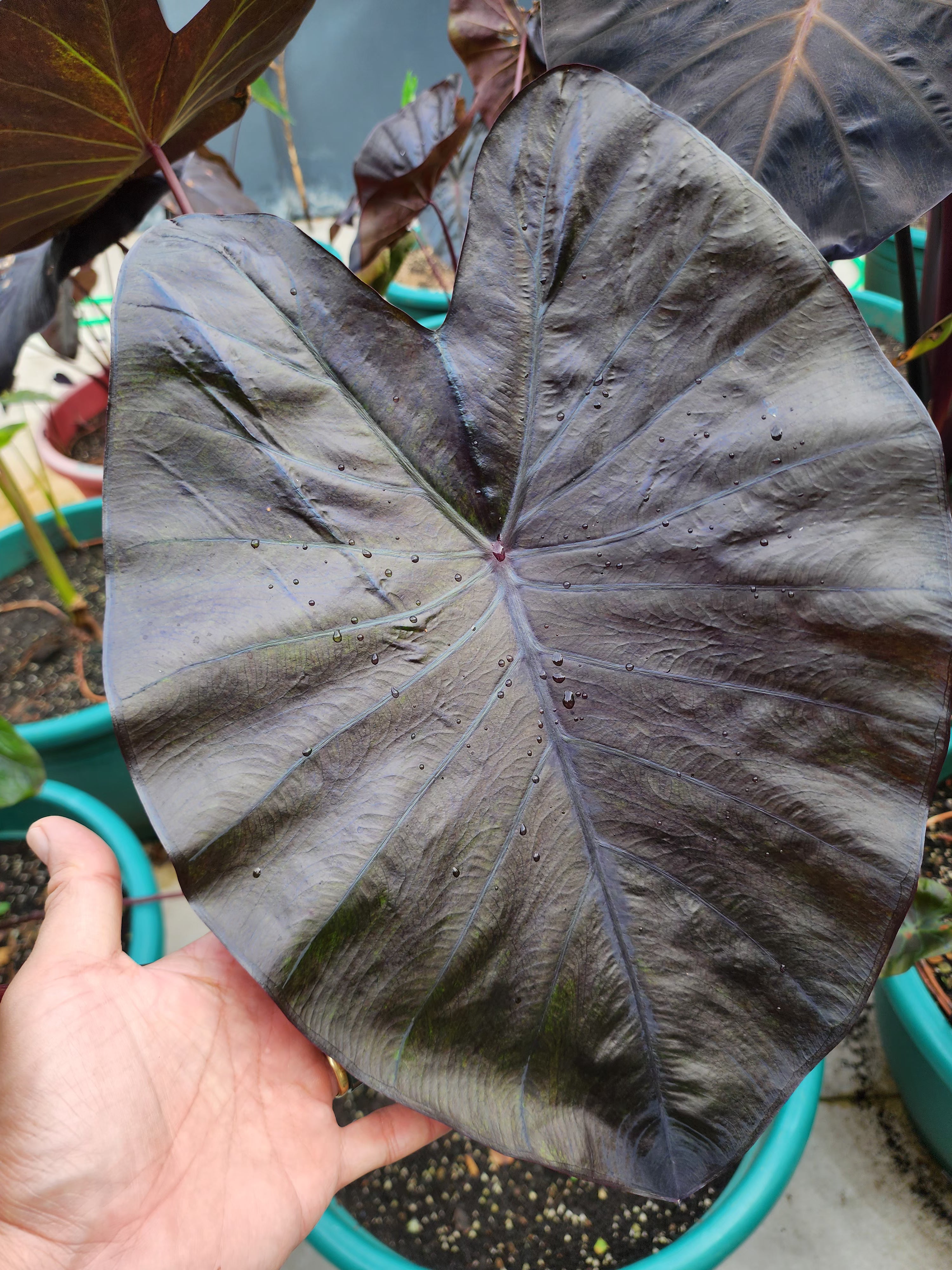 COLOCASIA JOAN OF ARC