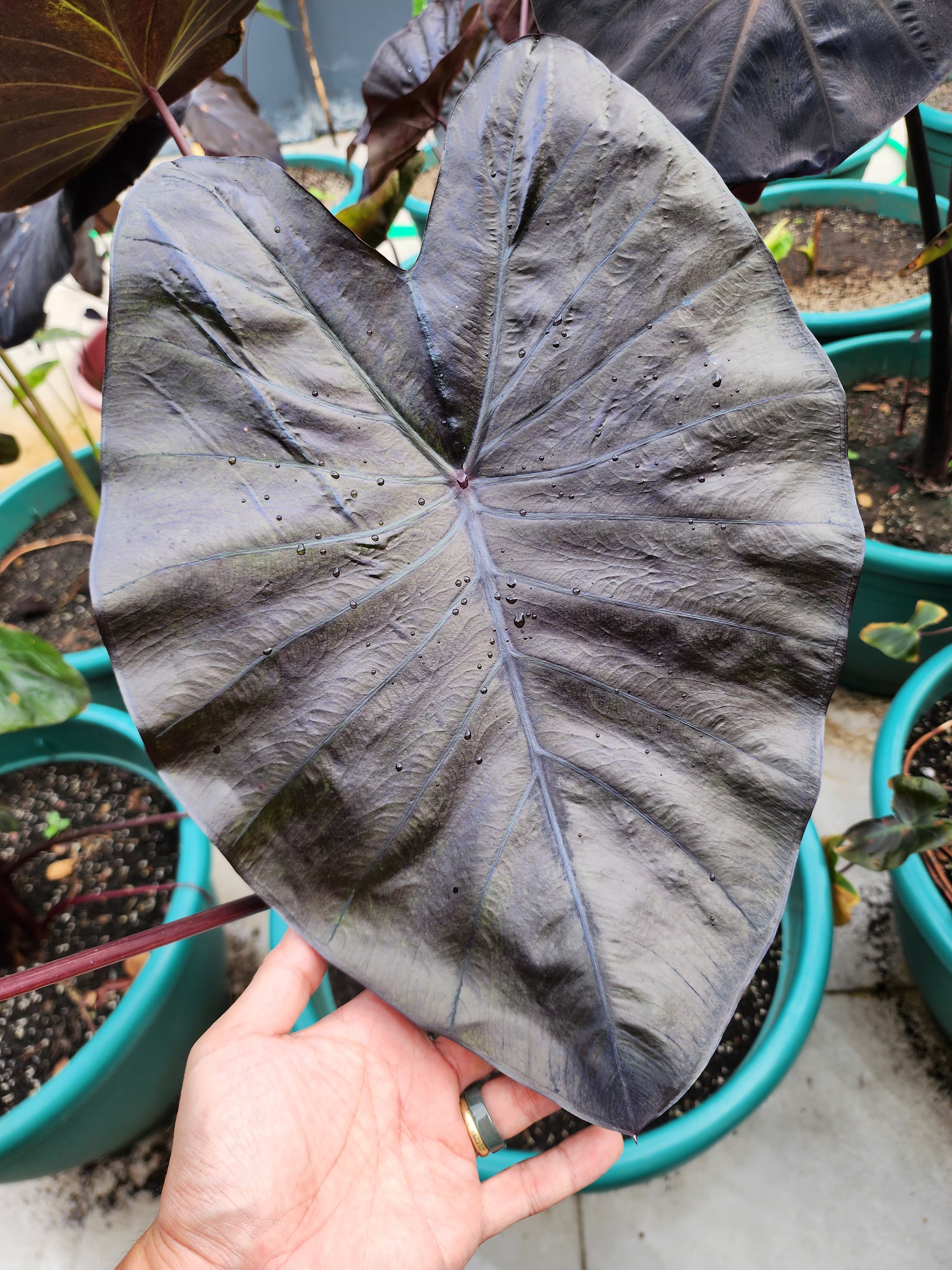 COLOCASIA JOAN OF ARC