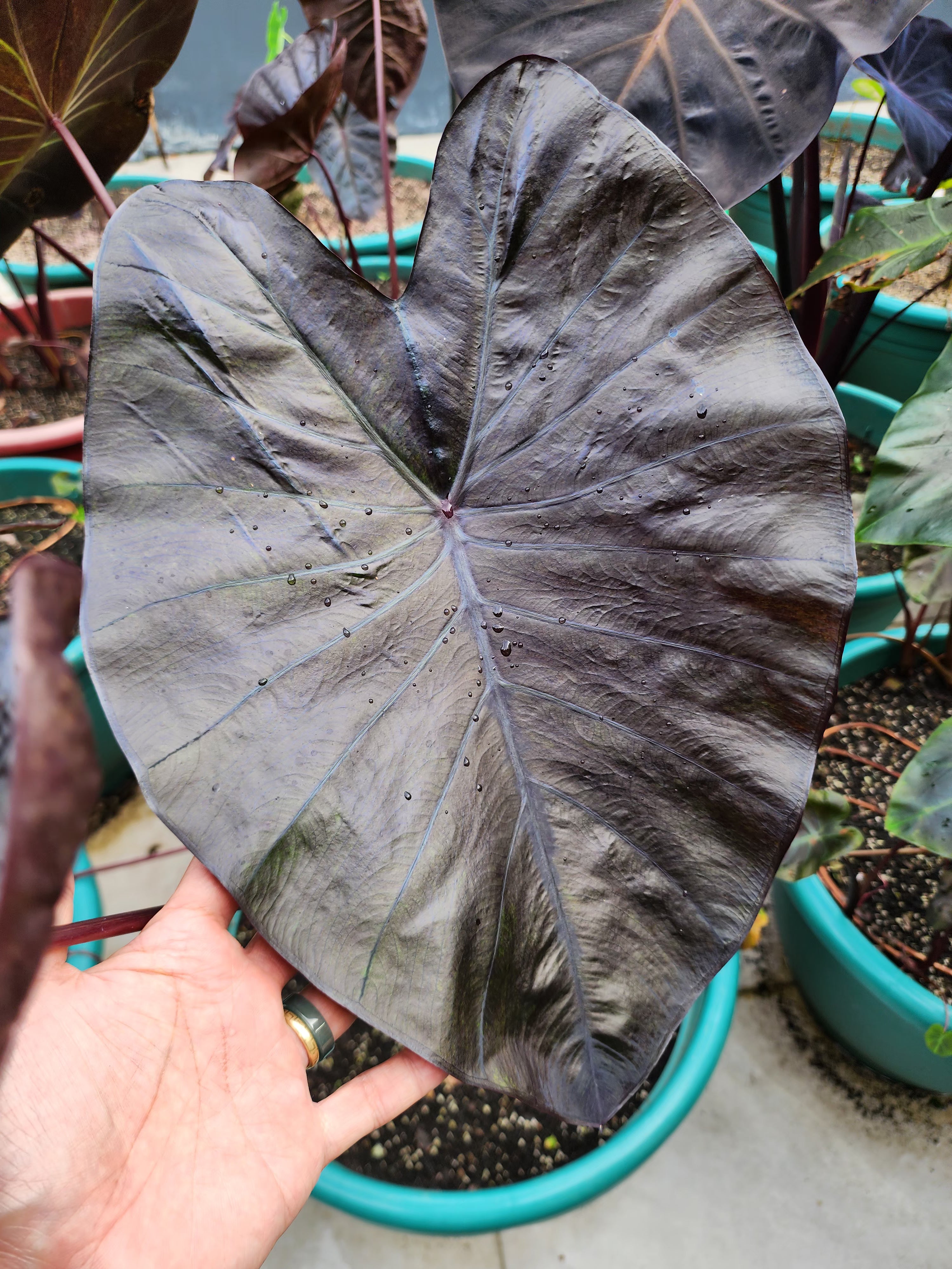 COLOCASIA JOAN OF ARC