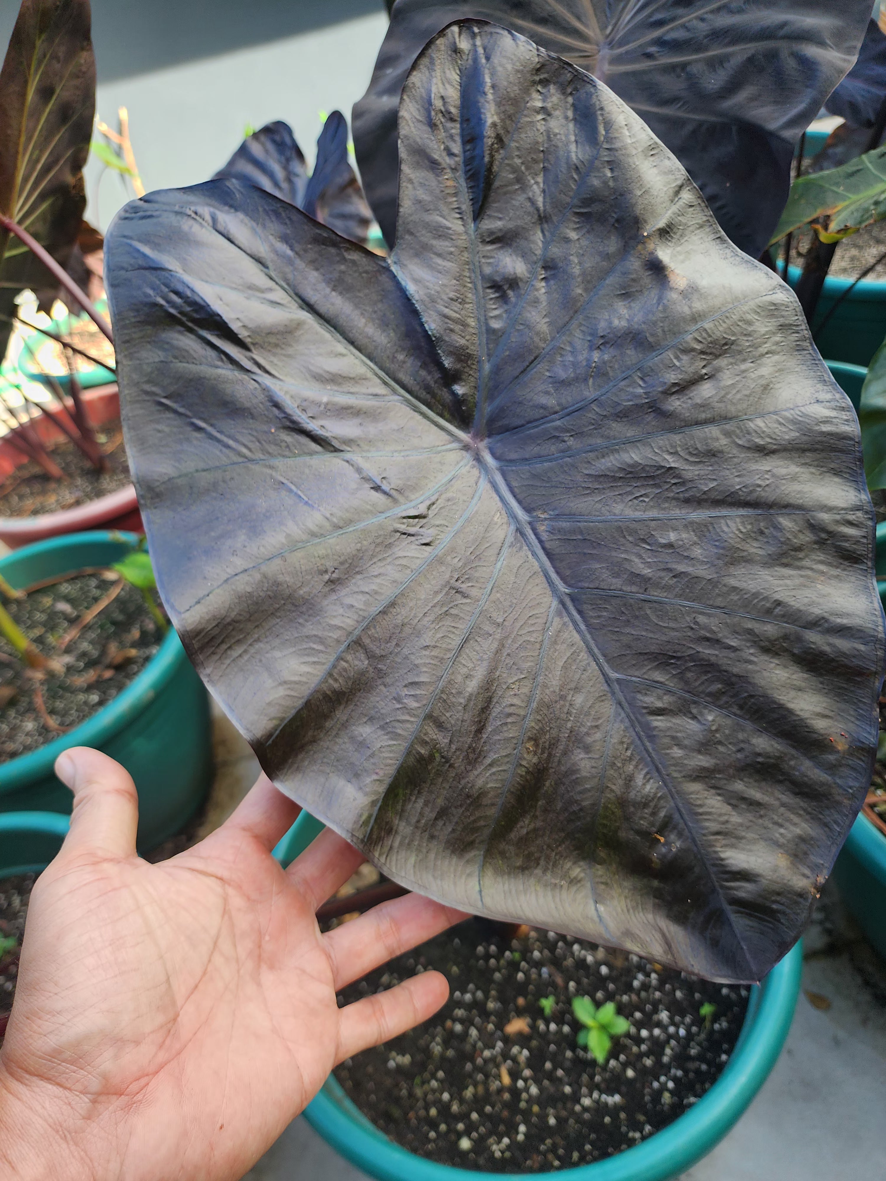 COLOCASIA JOAN OF ARC