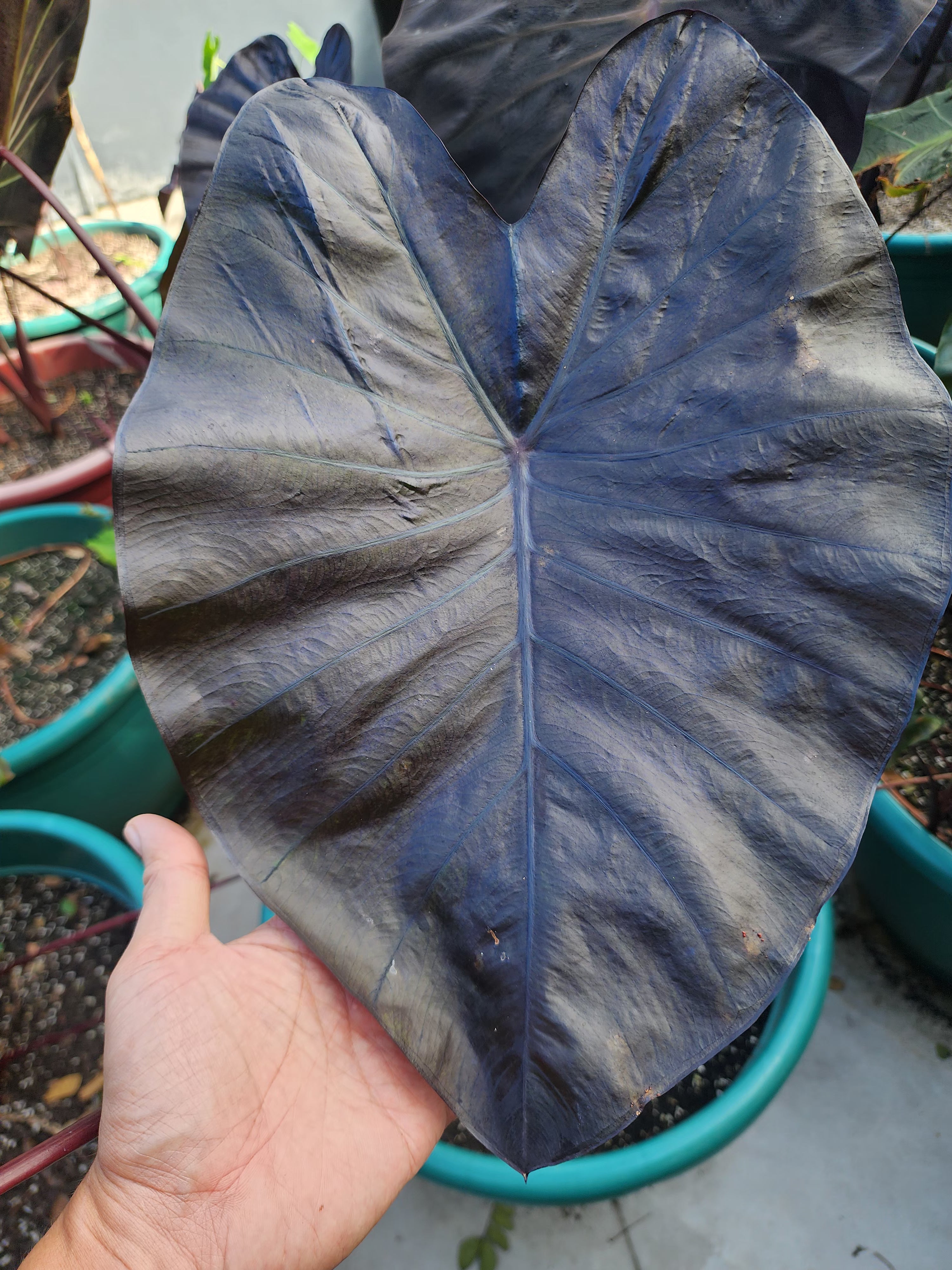 COLOCASIA JOAN OF ARC