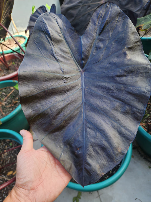 COLOCASIA JOAN OF ARC