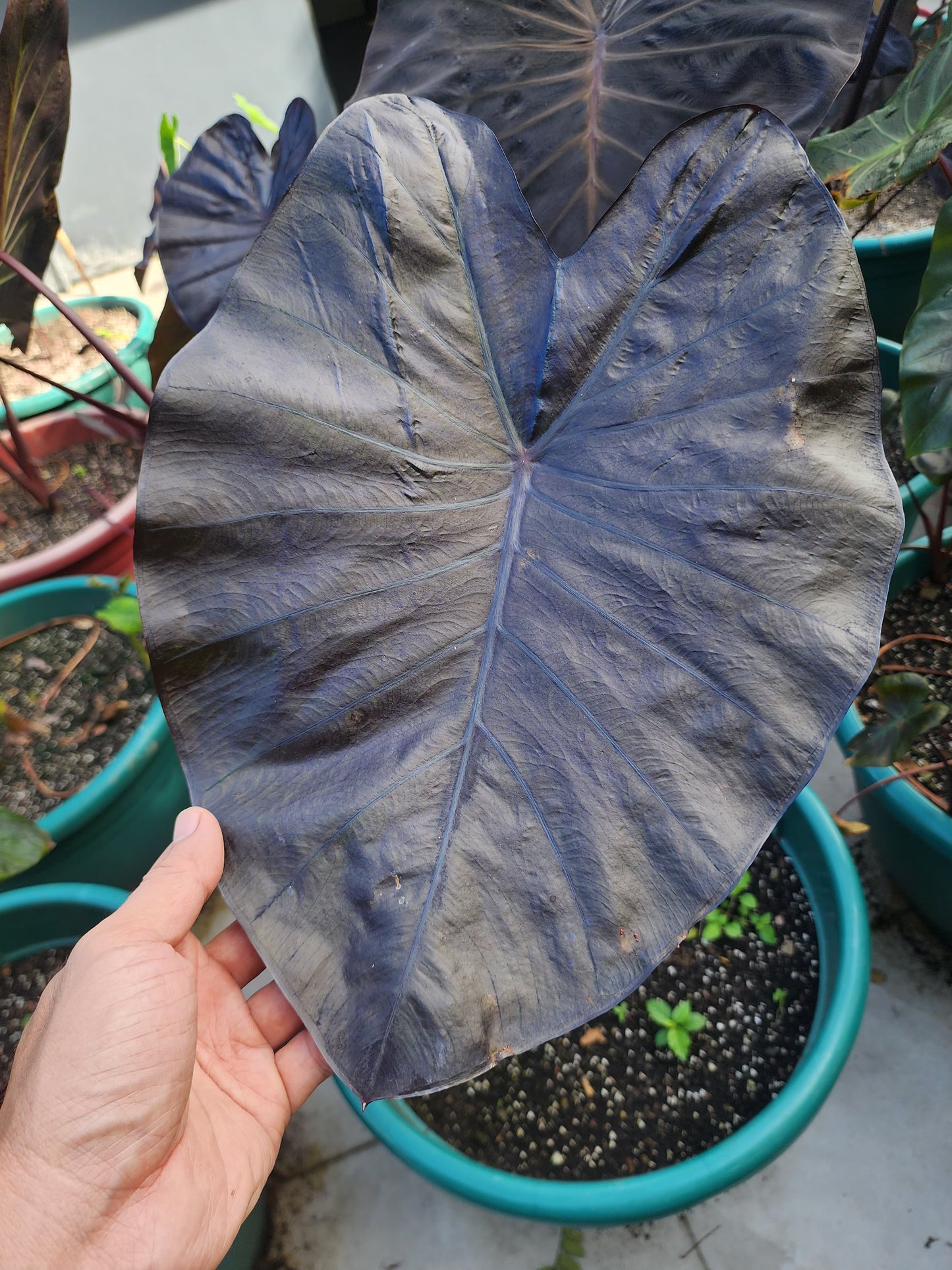 COLOCASIA JOAN OF ARC