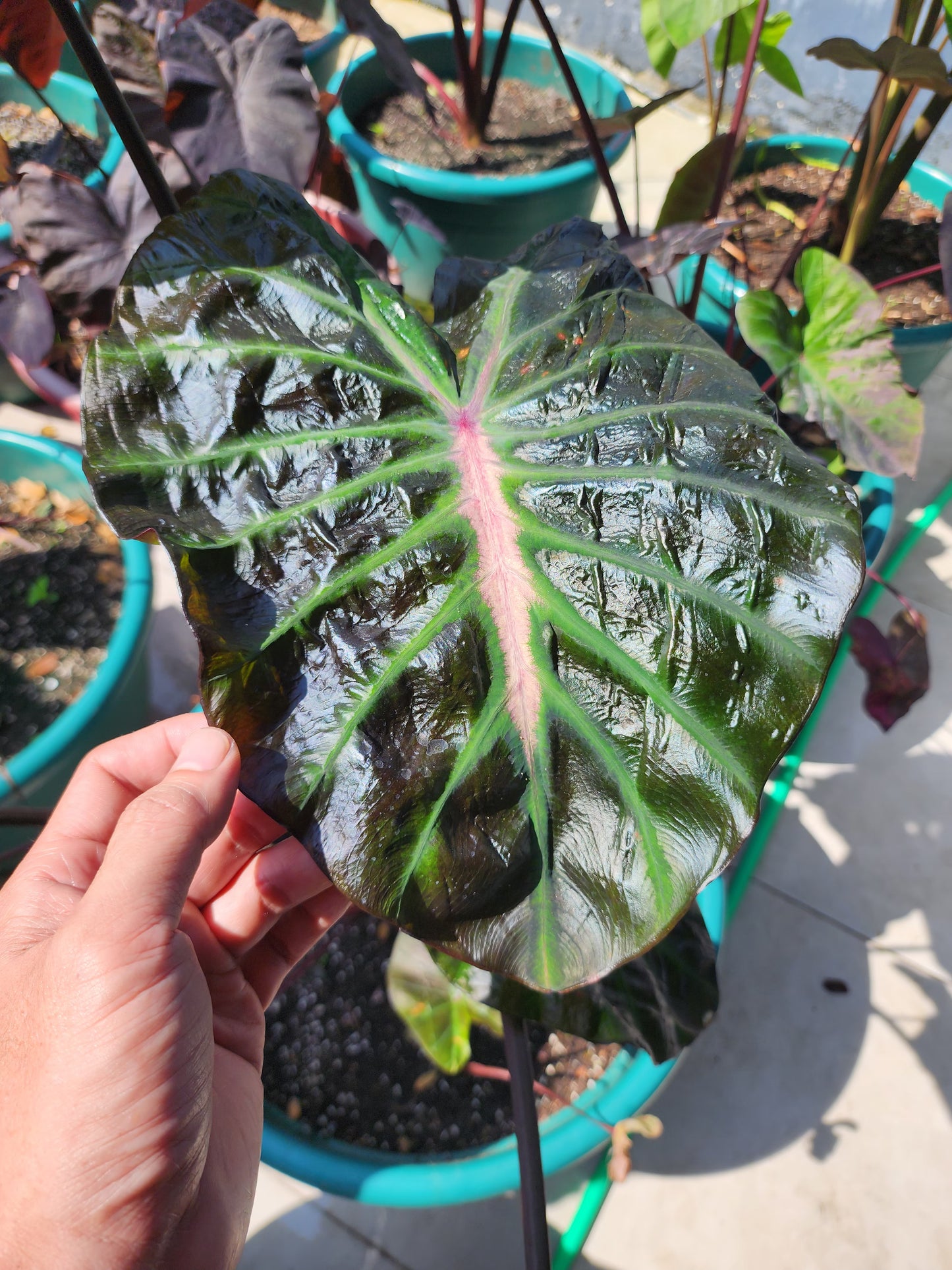 COLOCASIA HER MAJESTY