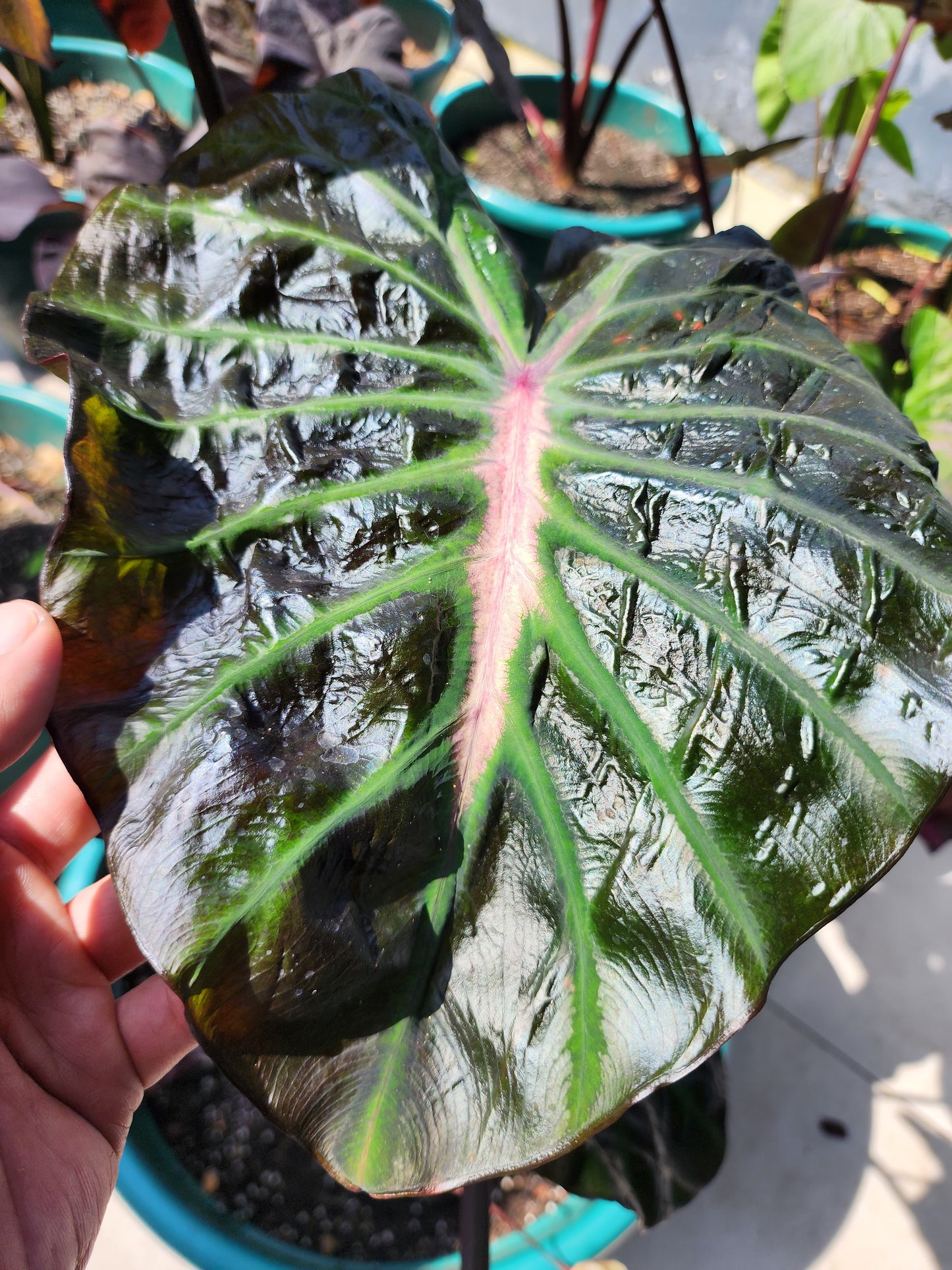 COLOCASIA HER MAJESTY