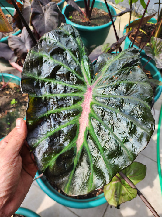 COLOCASIA HER MAJESTY