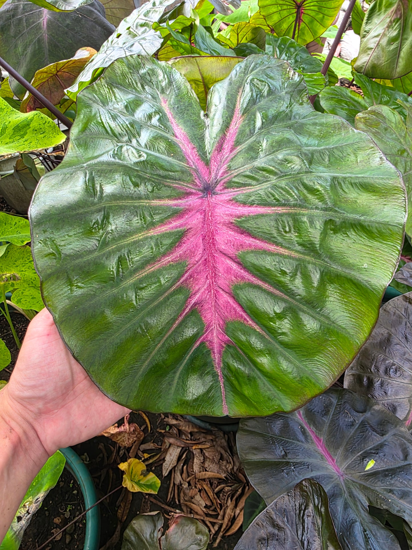 COLOCASIA WATERMELON