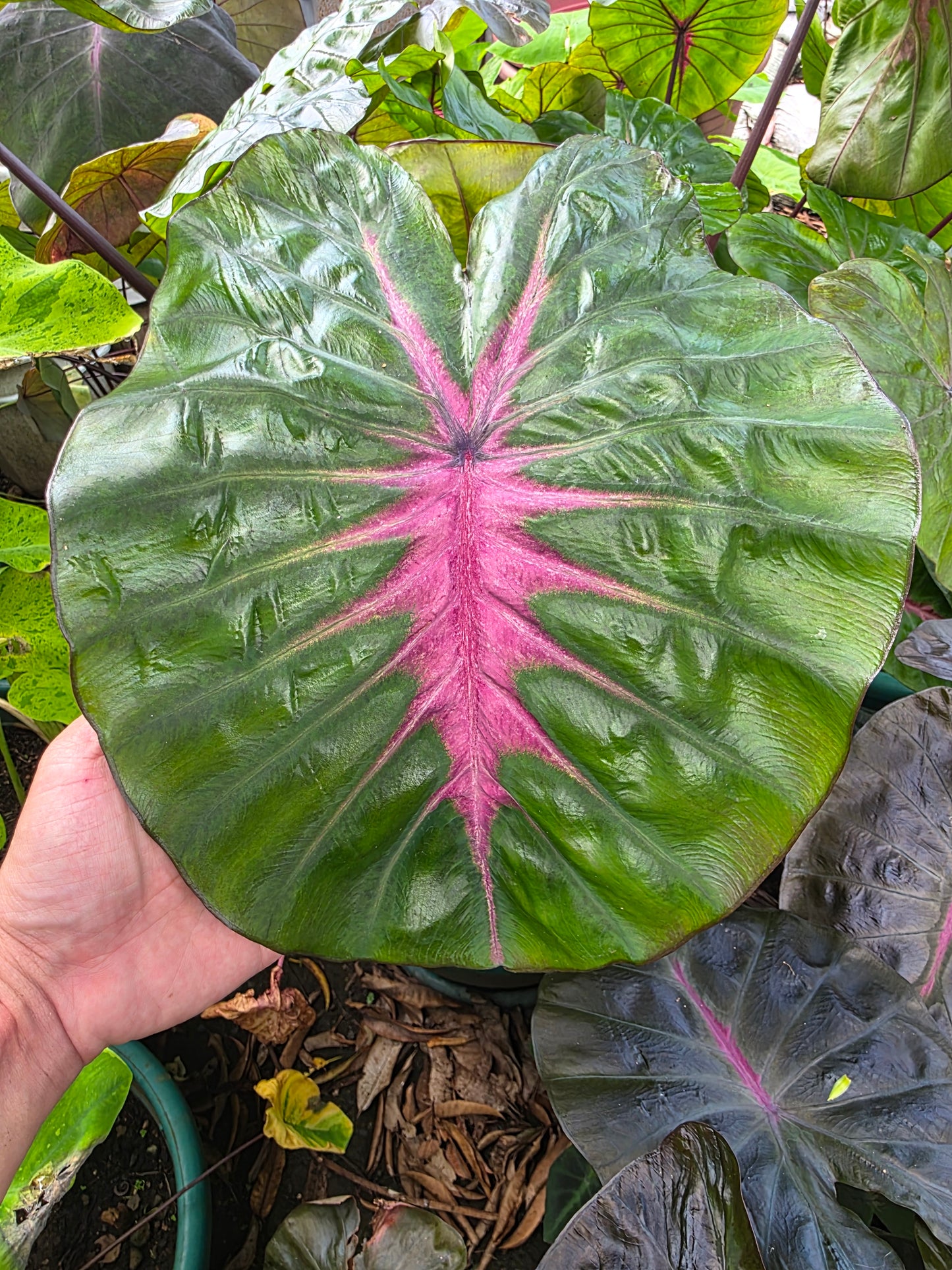 COLOCASIA WATERMELON