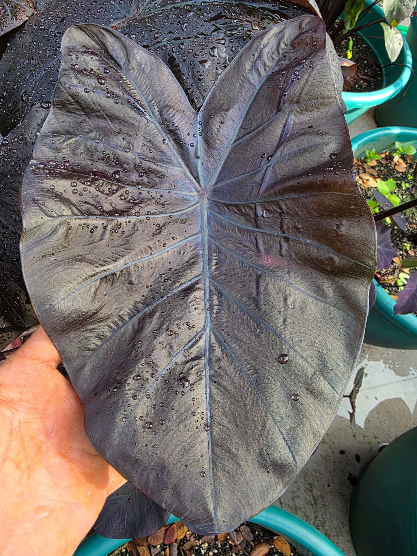 COLOCASIA TITANIUM