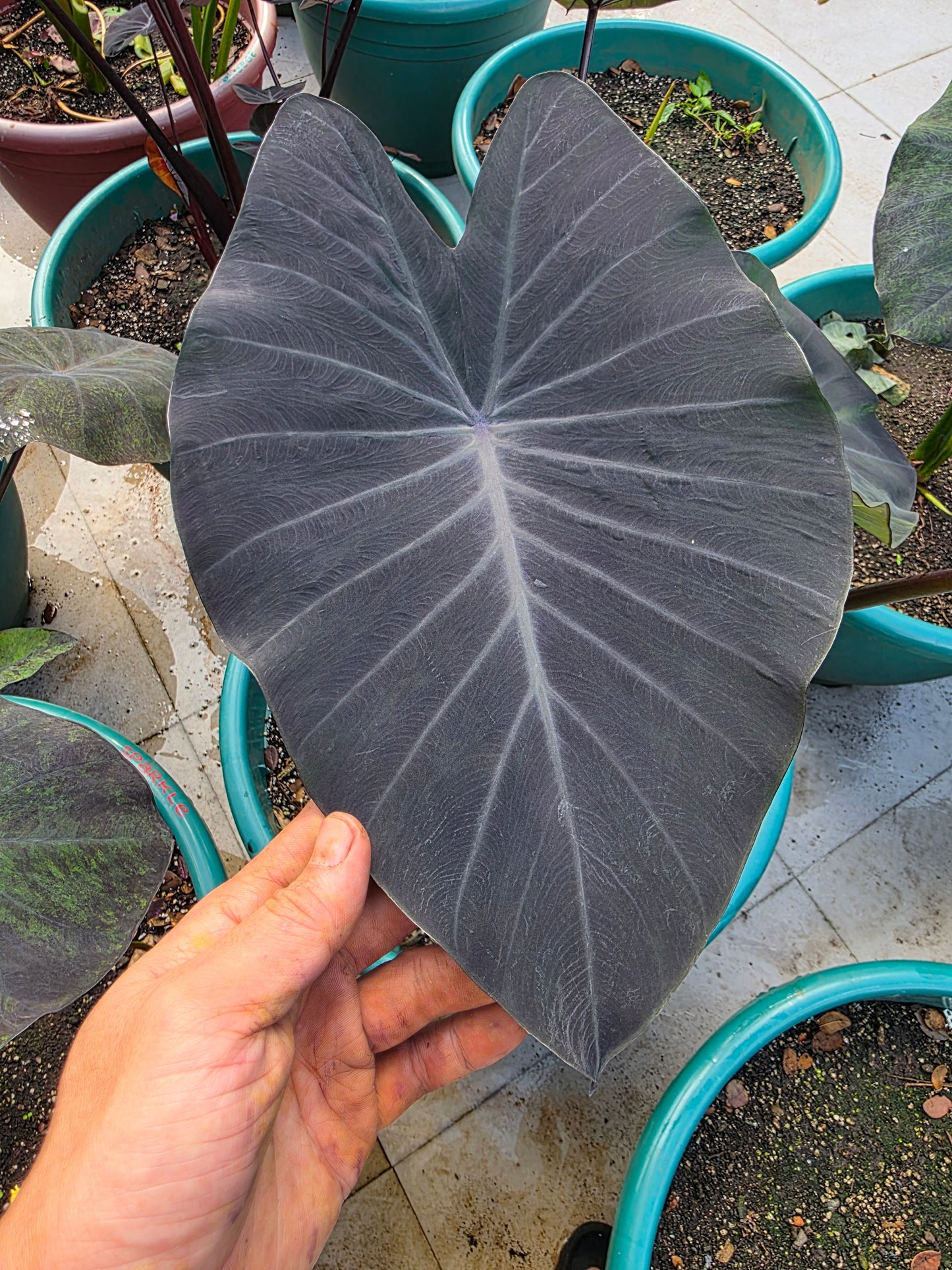 COLOCASIA SONYADOR