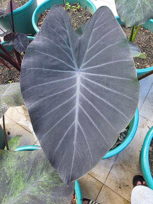 COLOCASIA SONYADOR
