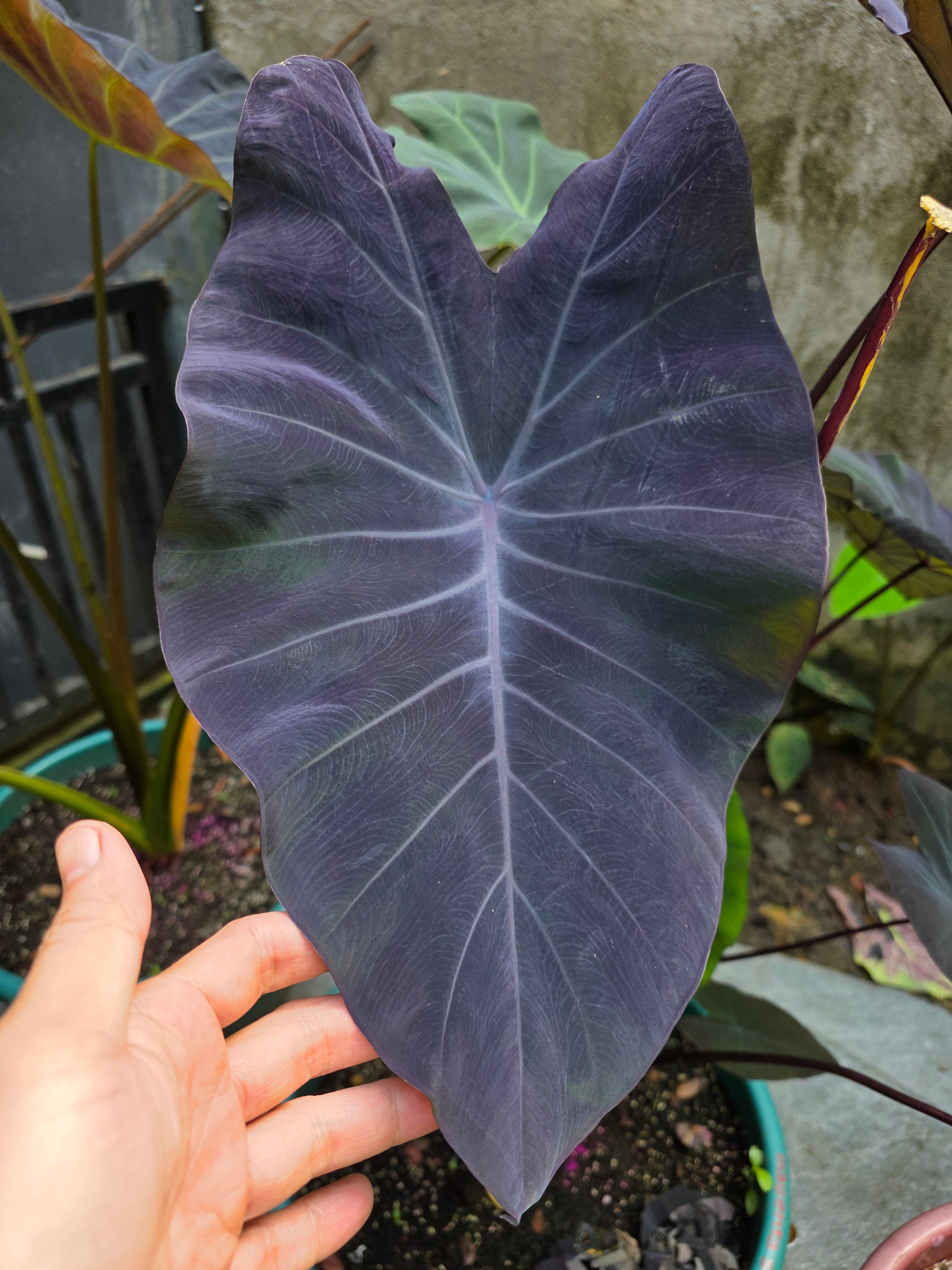 COLOCASIA DOLLY'S DREAM