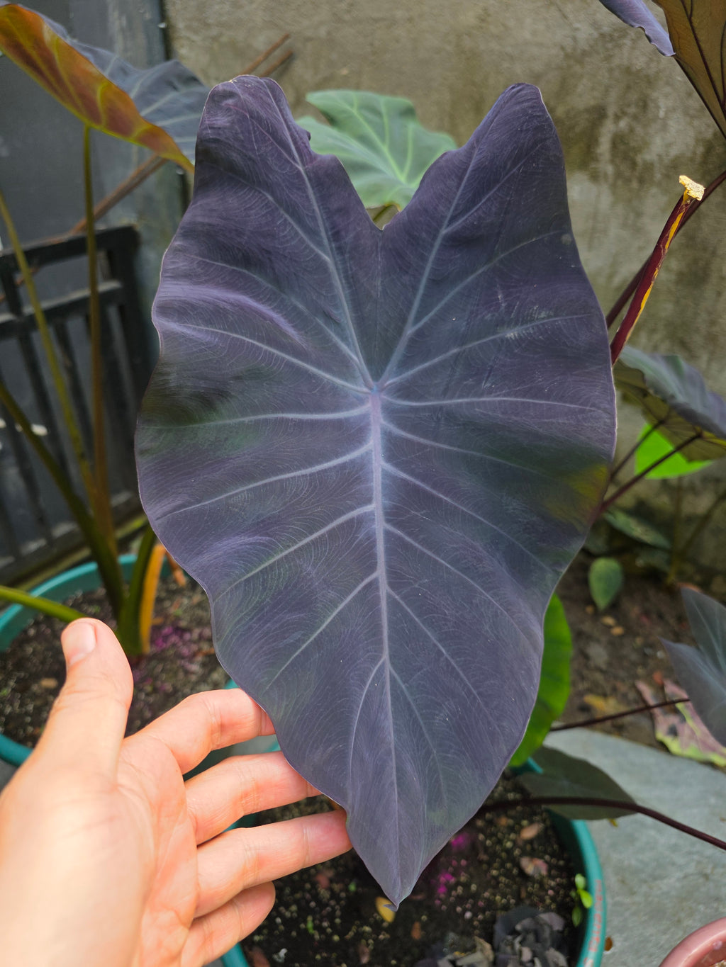 COLOCASIA DOLLY'S DREAM