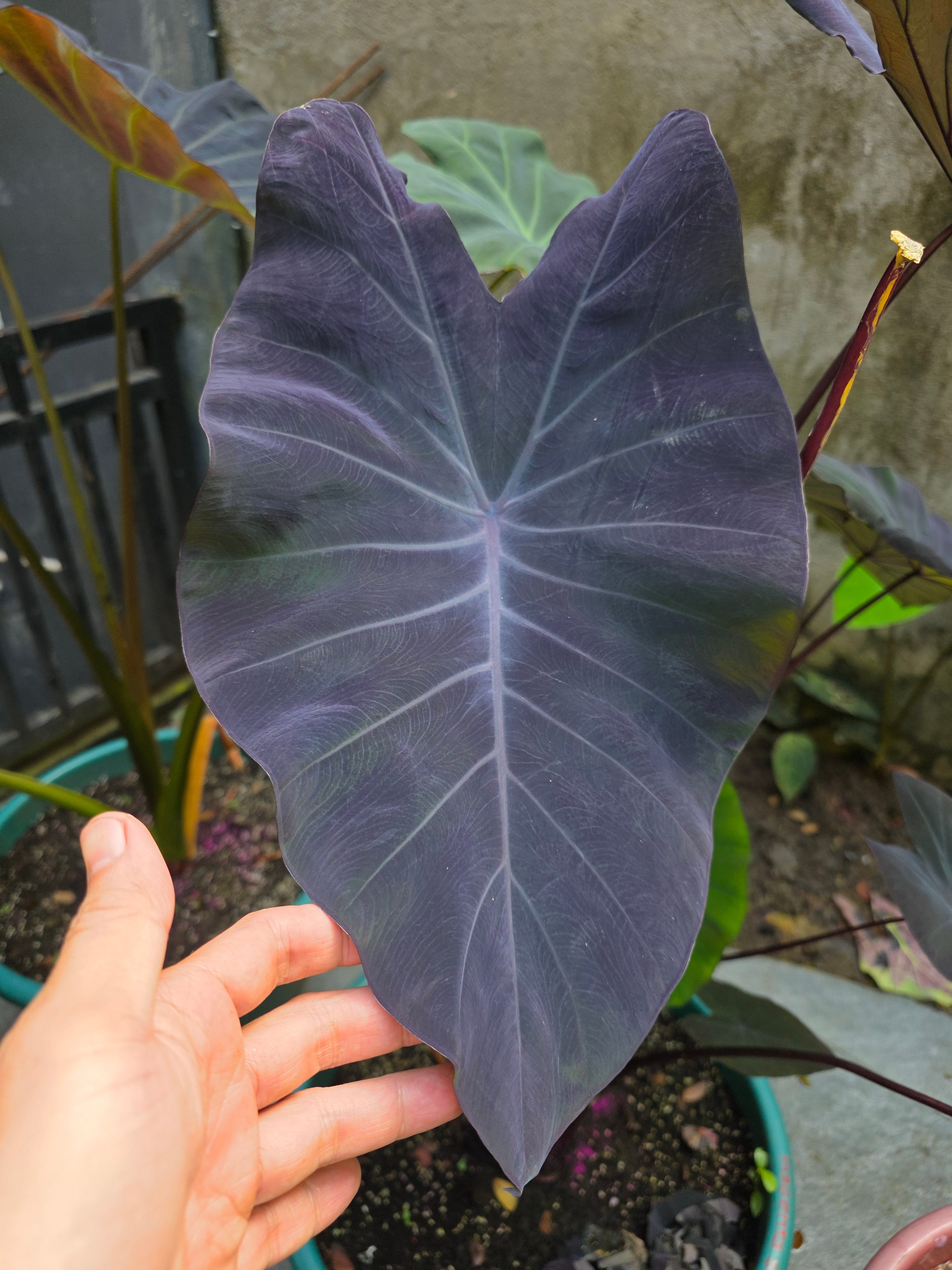 COLOCASIA DOLLY'S DREAM