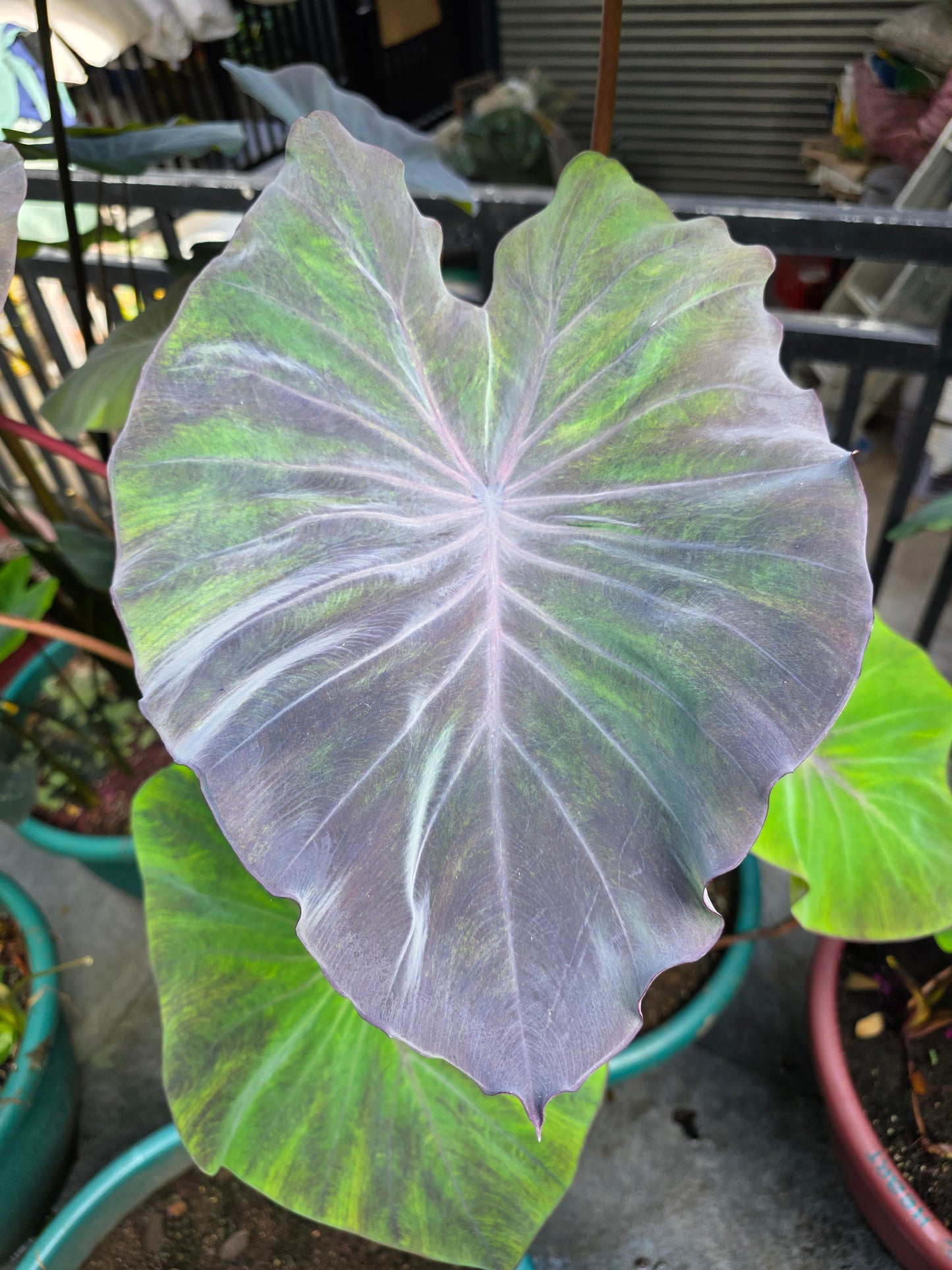 COLOCASIA PASTEL