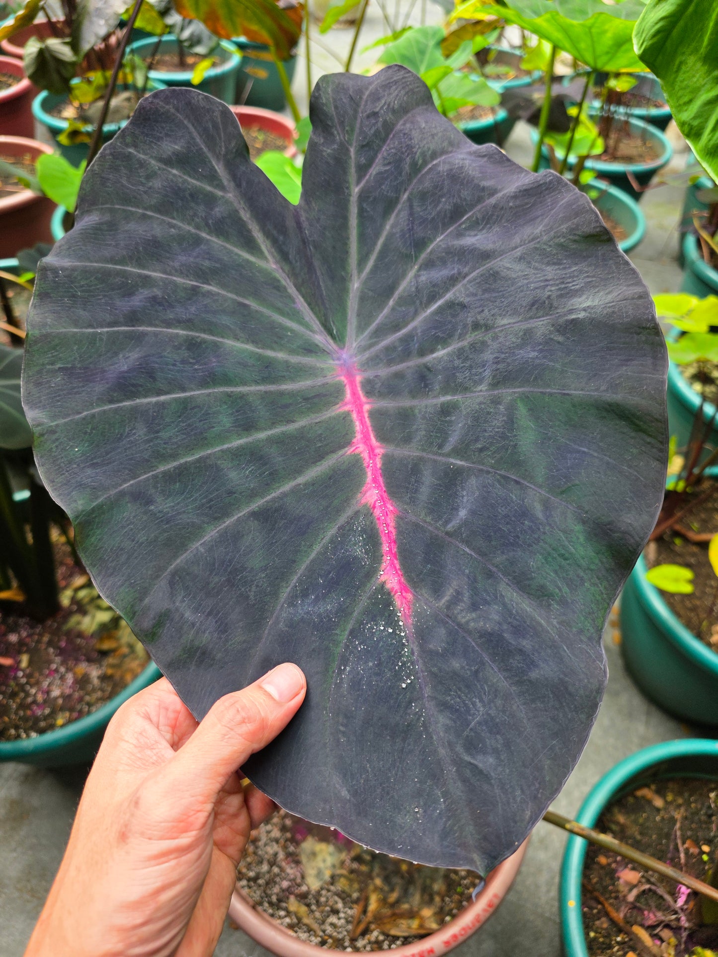 COLOCASIA LA ISLA BONITA