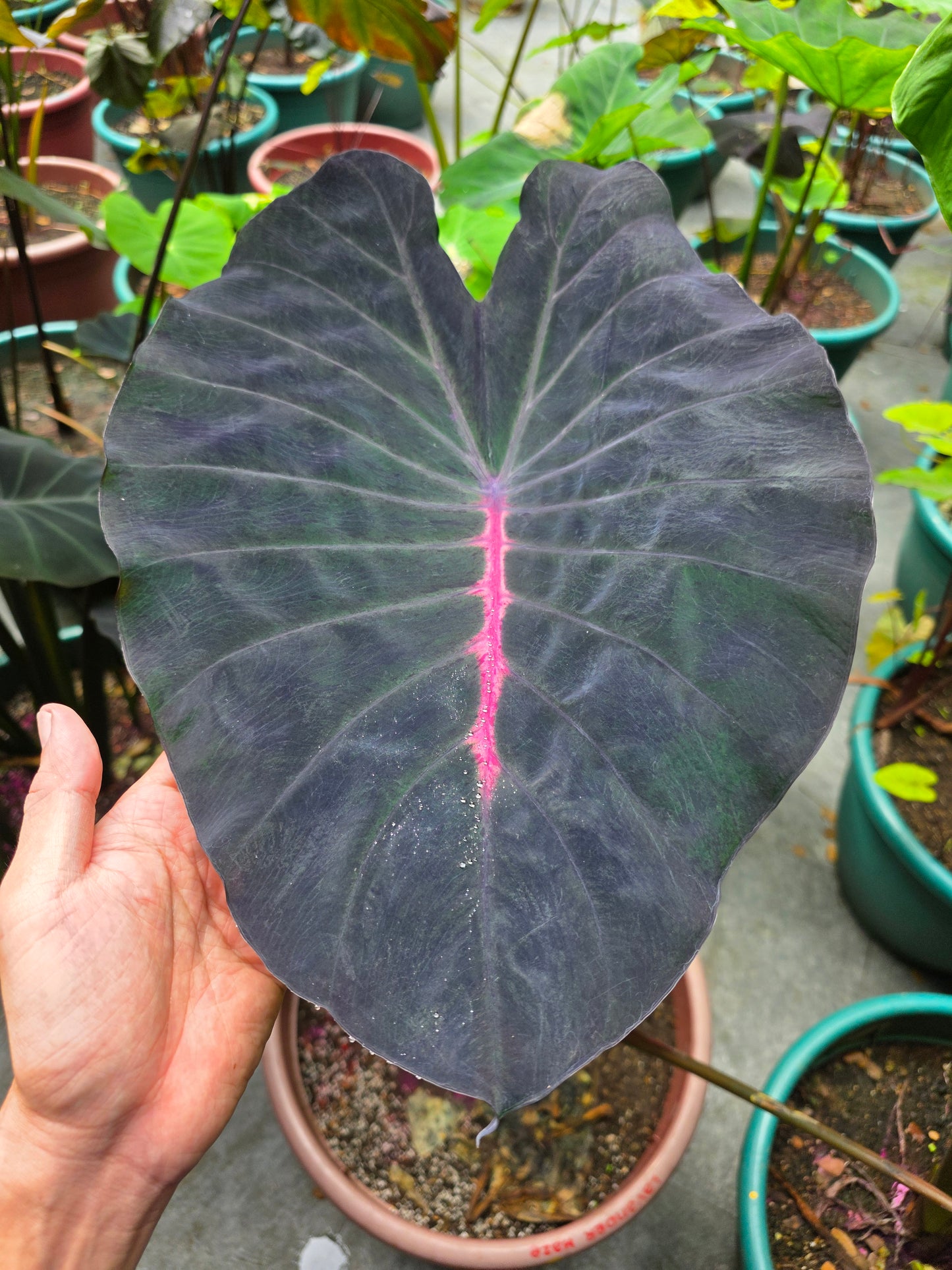 COLOCASIA LA ISLA BONITA