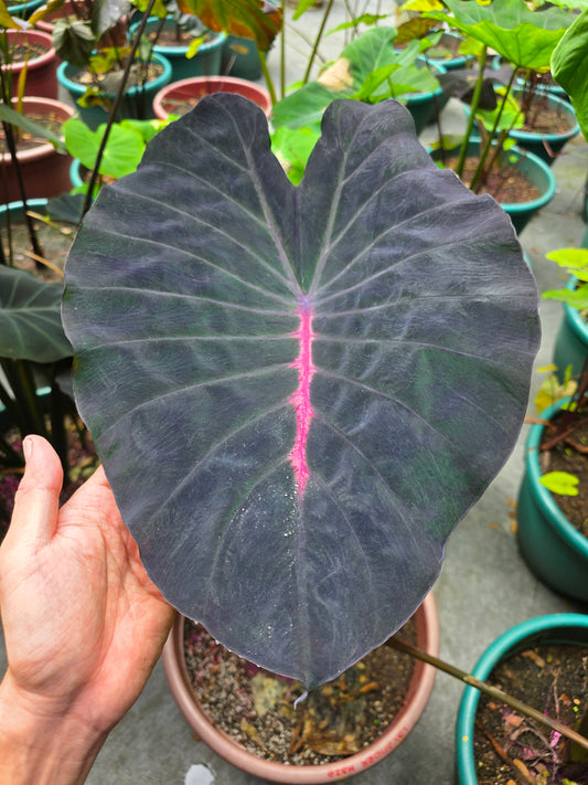 COLOCASIA LA ISLA BONITA