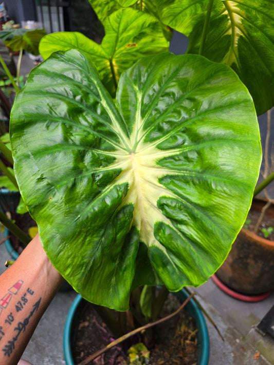 COLOCASIA CLOVER