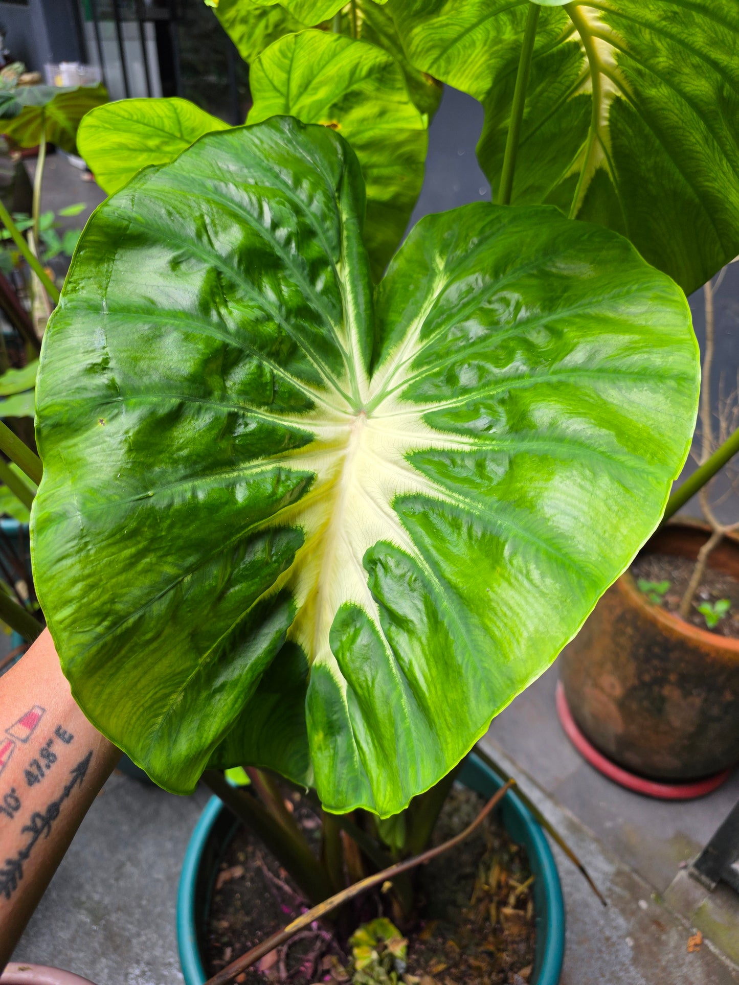 COLOCASIA CLOVER