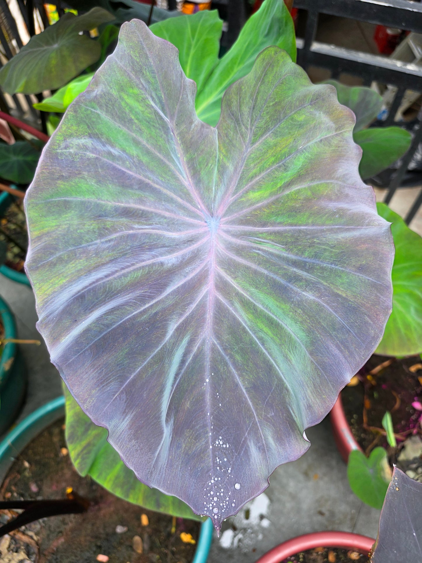 COLOCASIA PASTEL