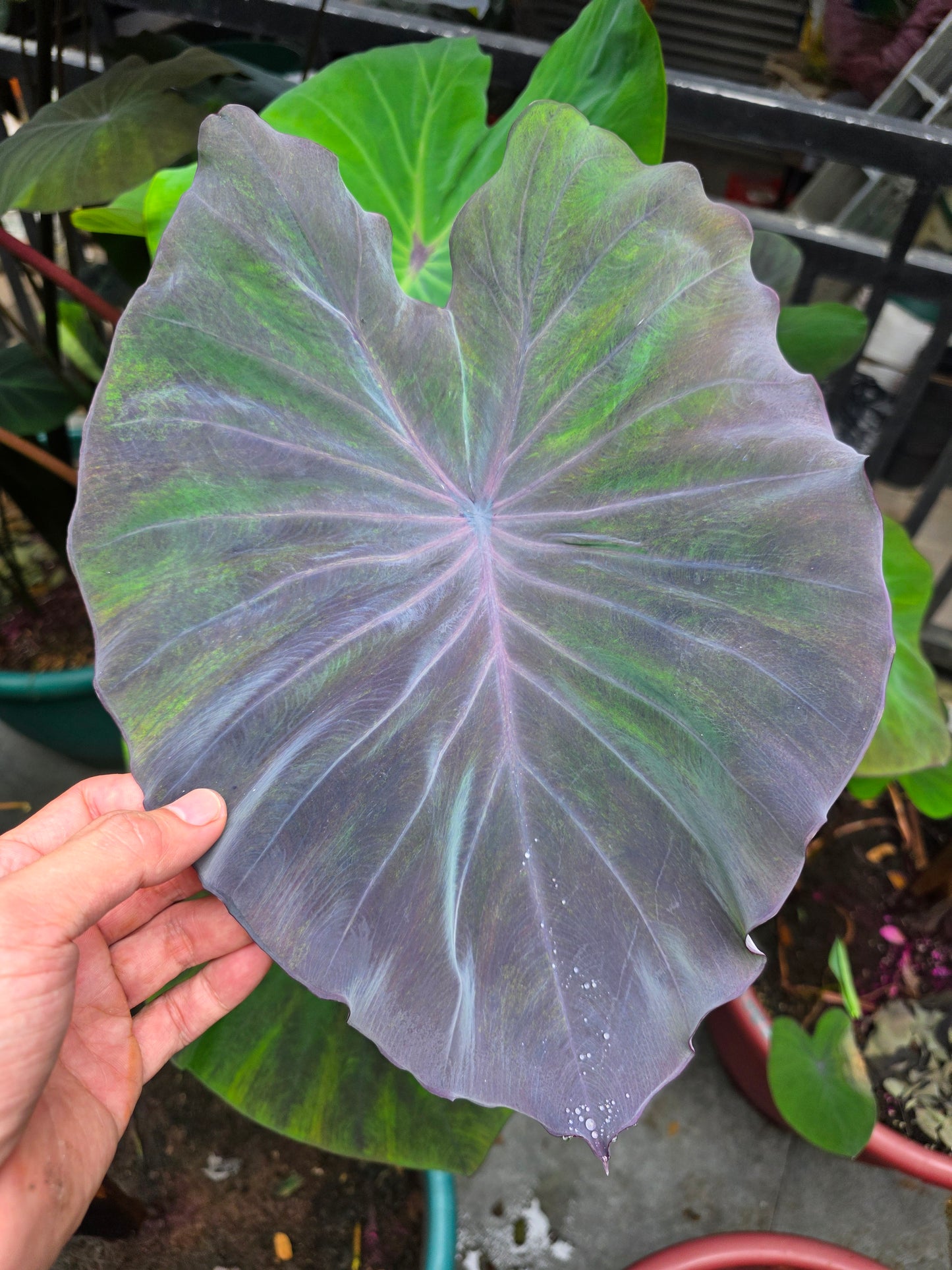 COLOCASIA PASTEL