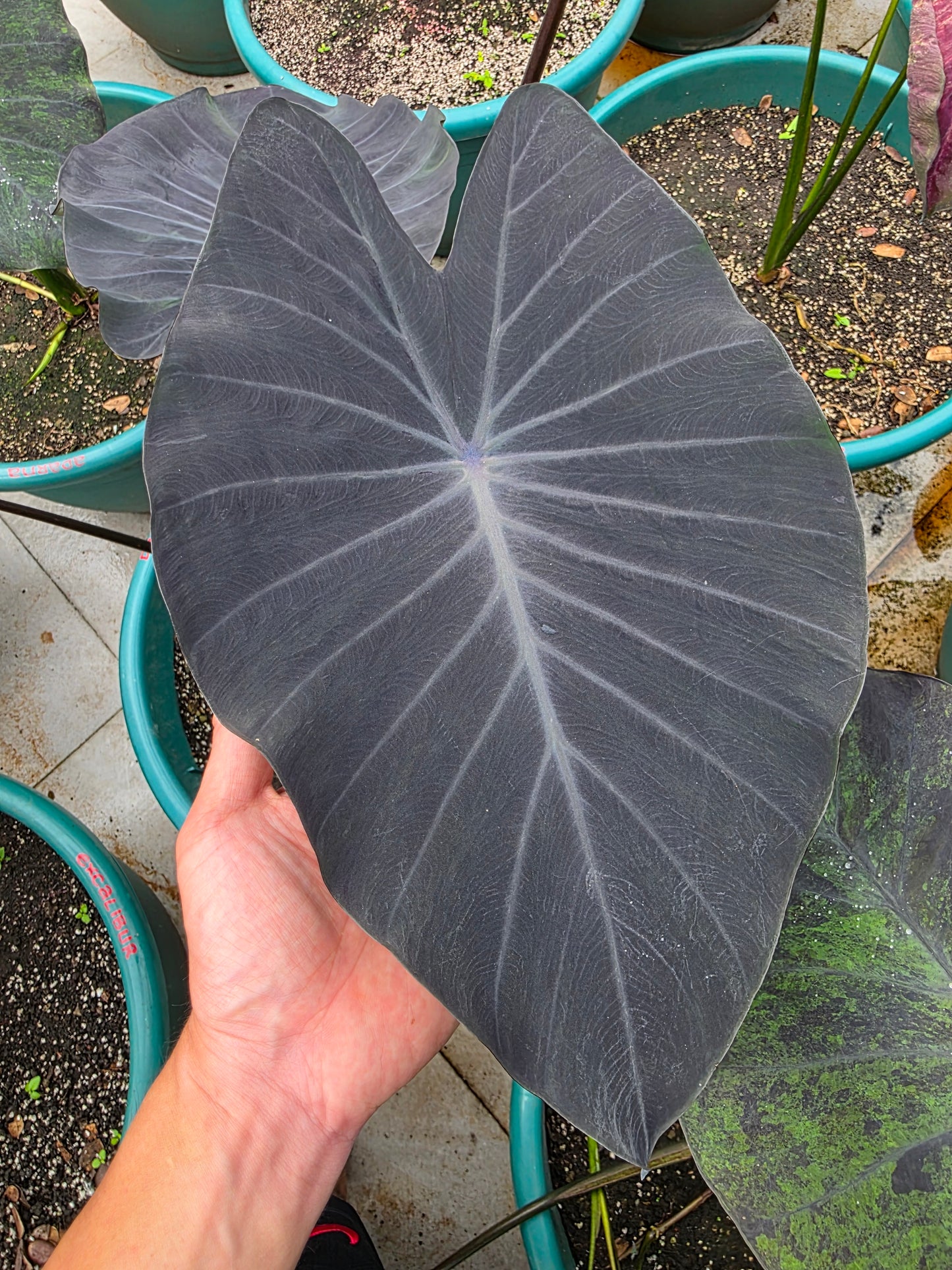 COLOCASIA SONYADOR