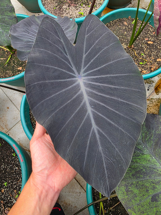 COLOCASIA SONYADOR