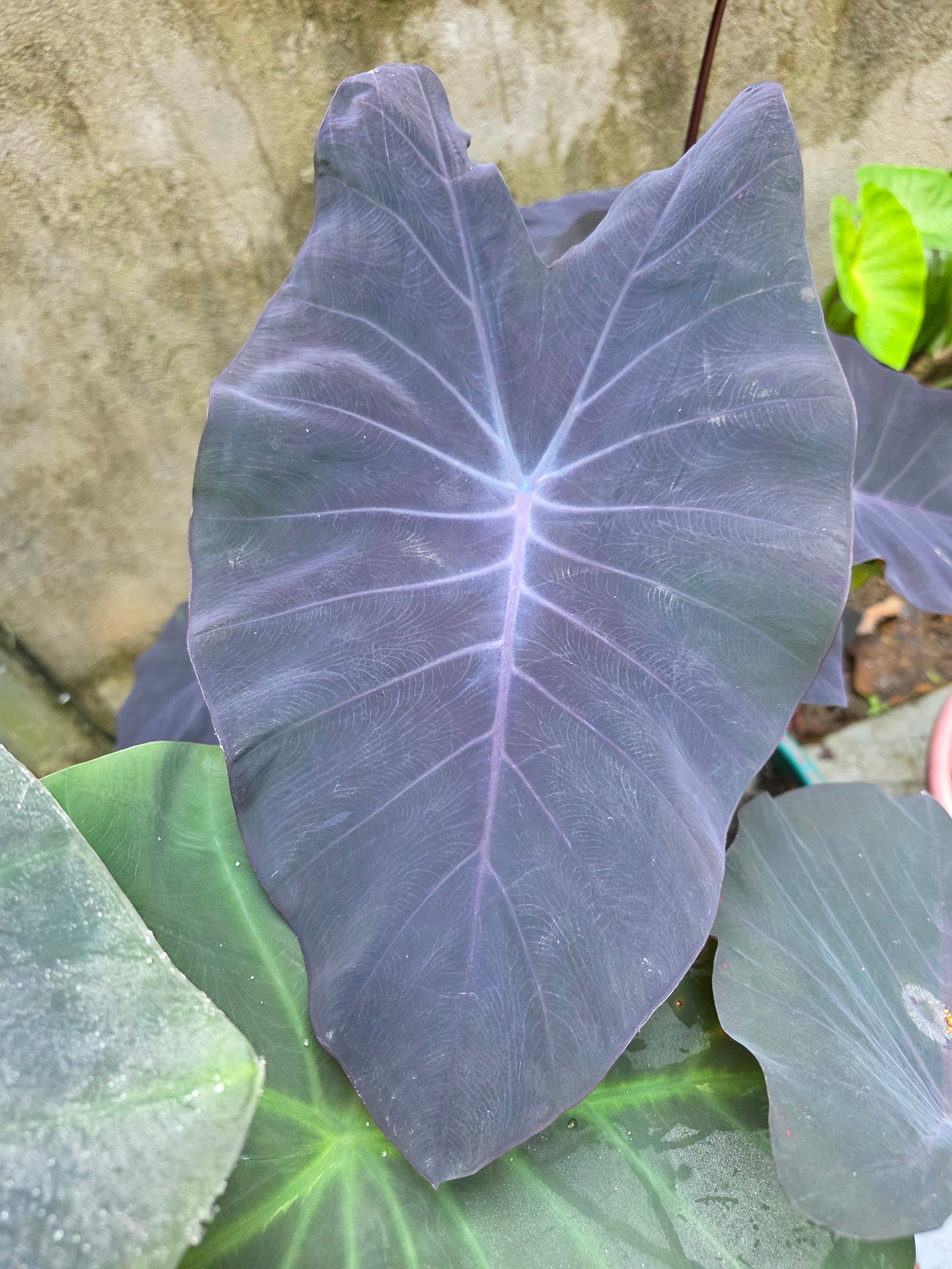 COLOCASIA DOLLY'S DREAM