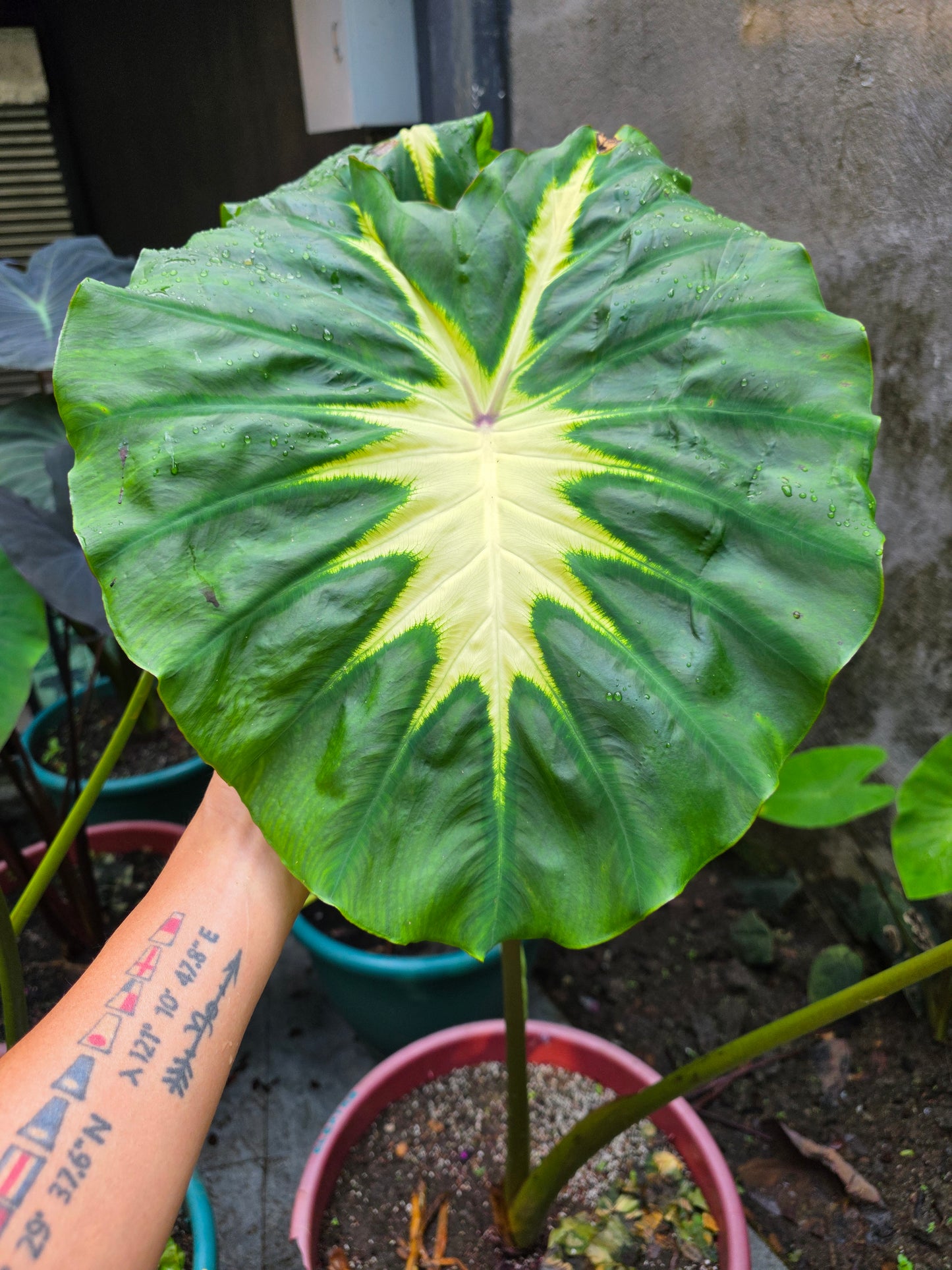 COLOCASIA  ELEKTRA