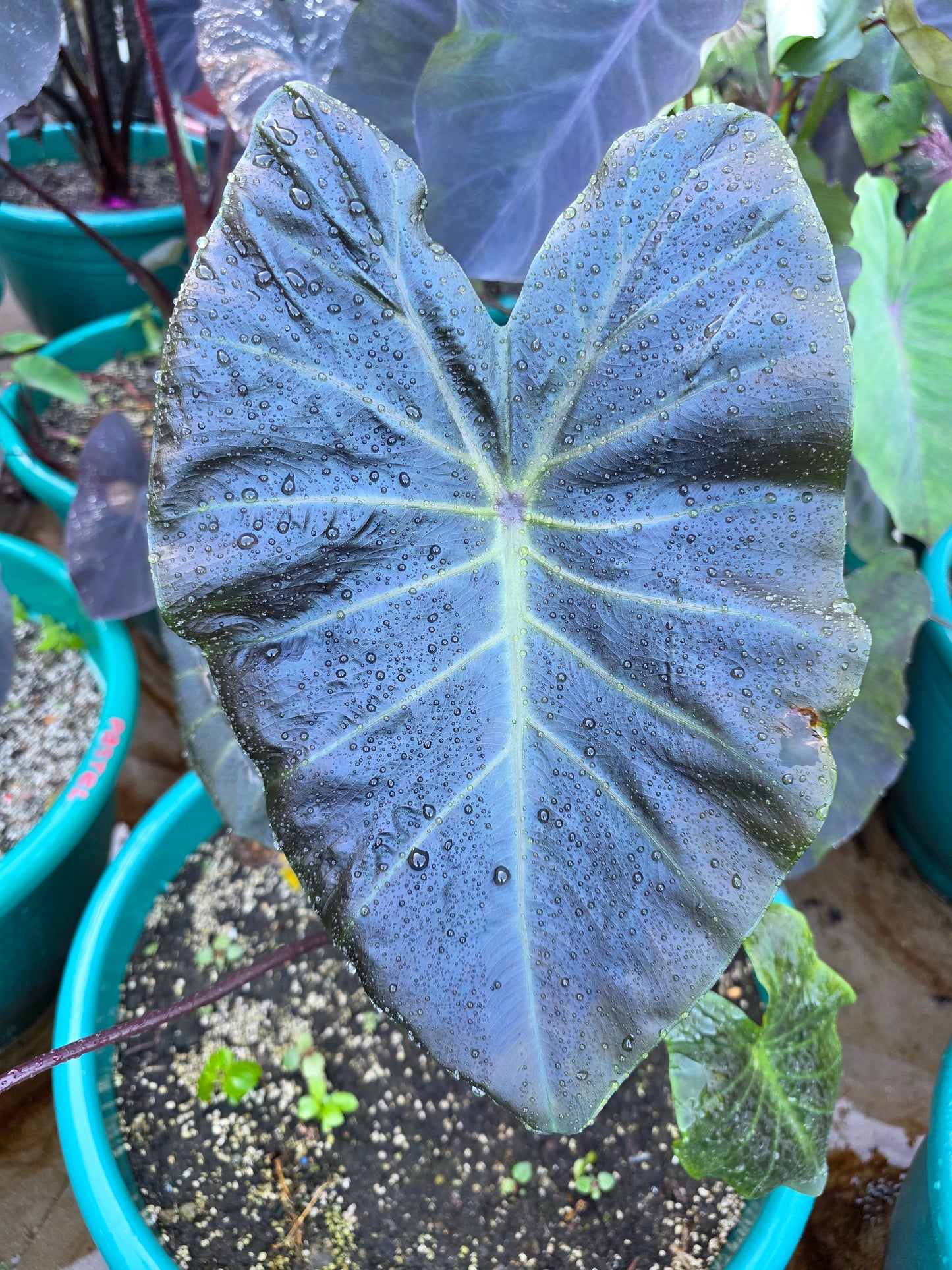 COLOCASIA ARGON