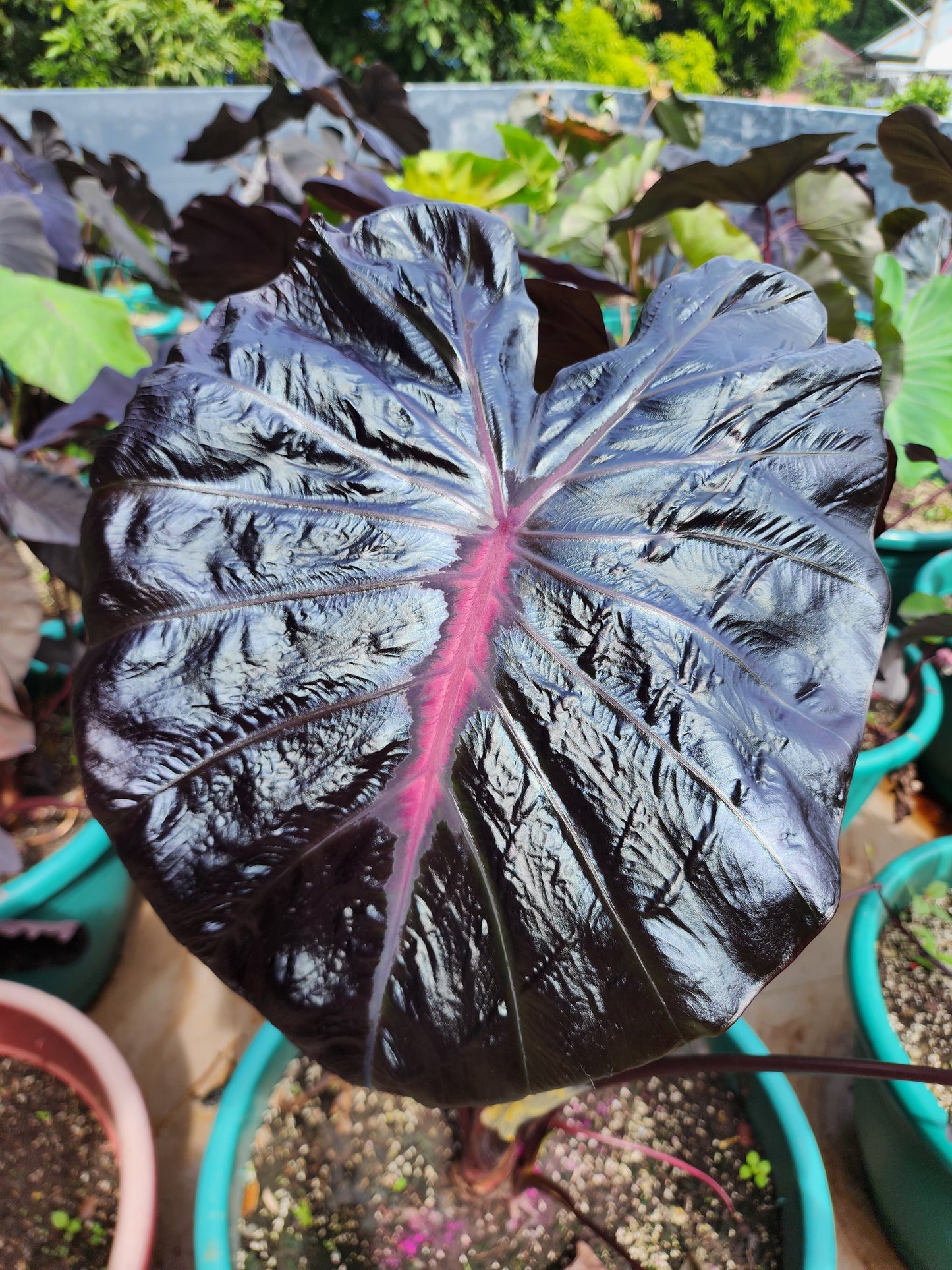 COLOCASIA PORCELAIN DOLL