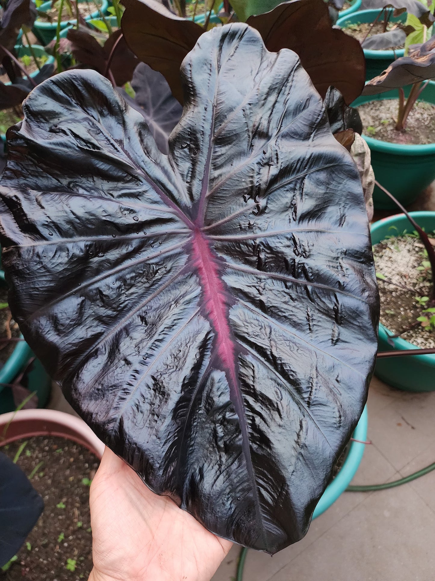 COLOCASIA PORCELAIN DOLL