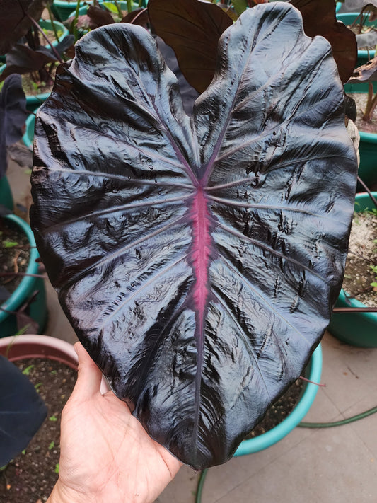 COLOCASIA PORCELAIN DOLL