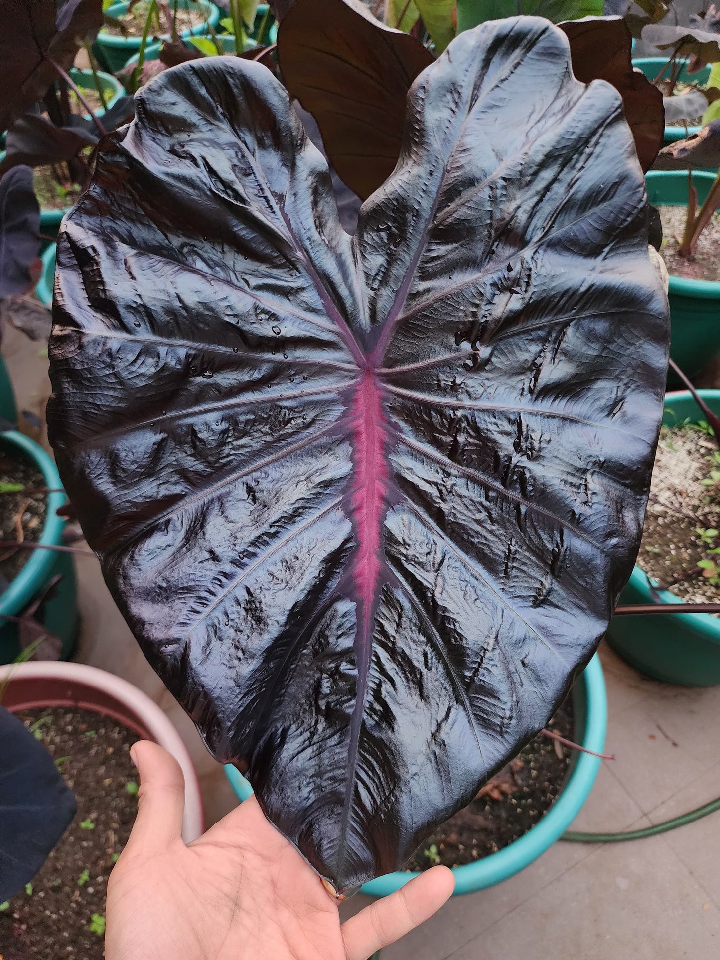 COLOCASIA PORCELAIN DOLL