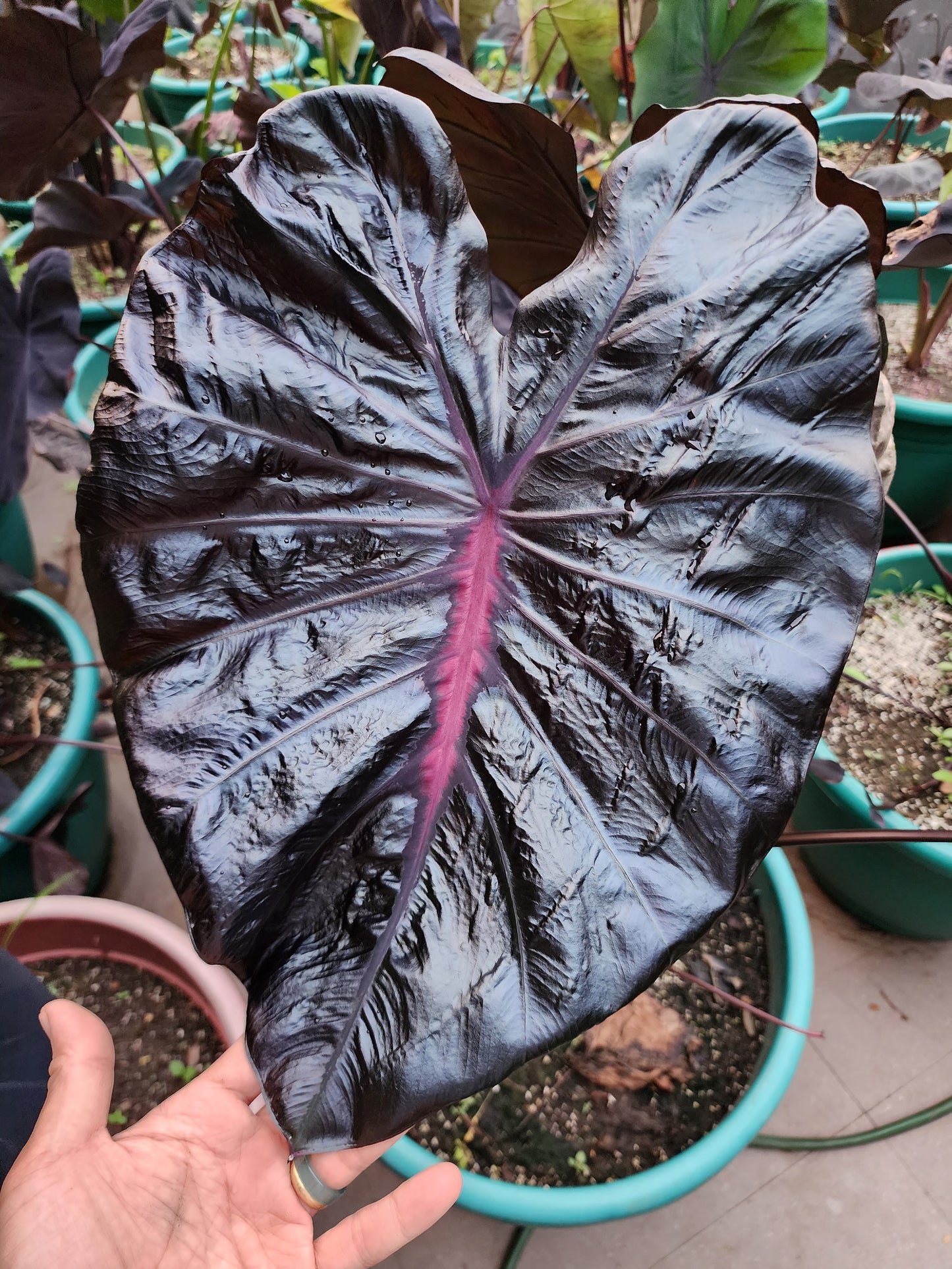 COLOCASIA PORCELAIN DOLL