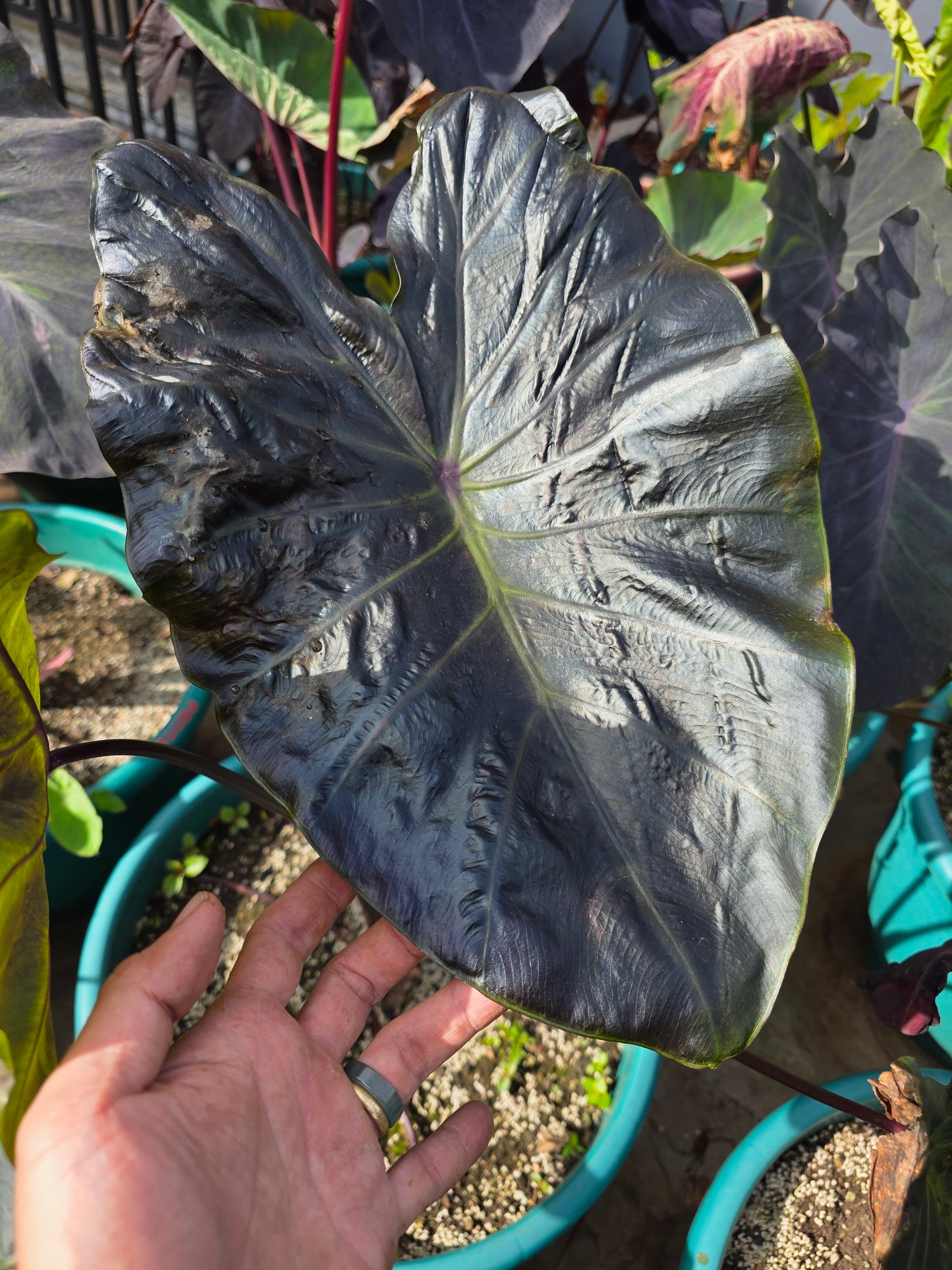 COLOCASIA ARGON