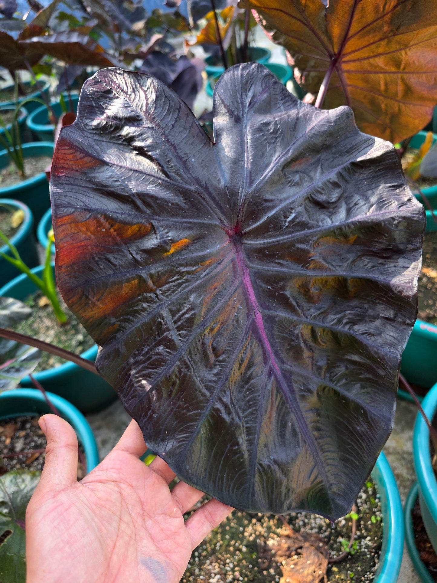 COLOCASIA BURGUNDY