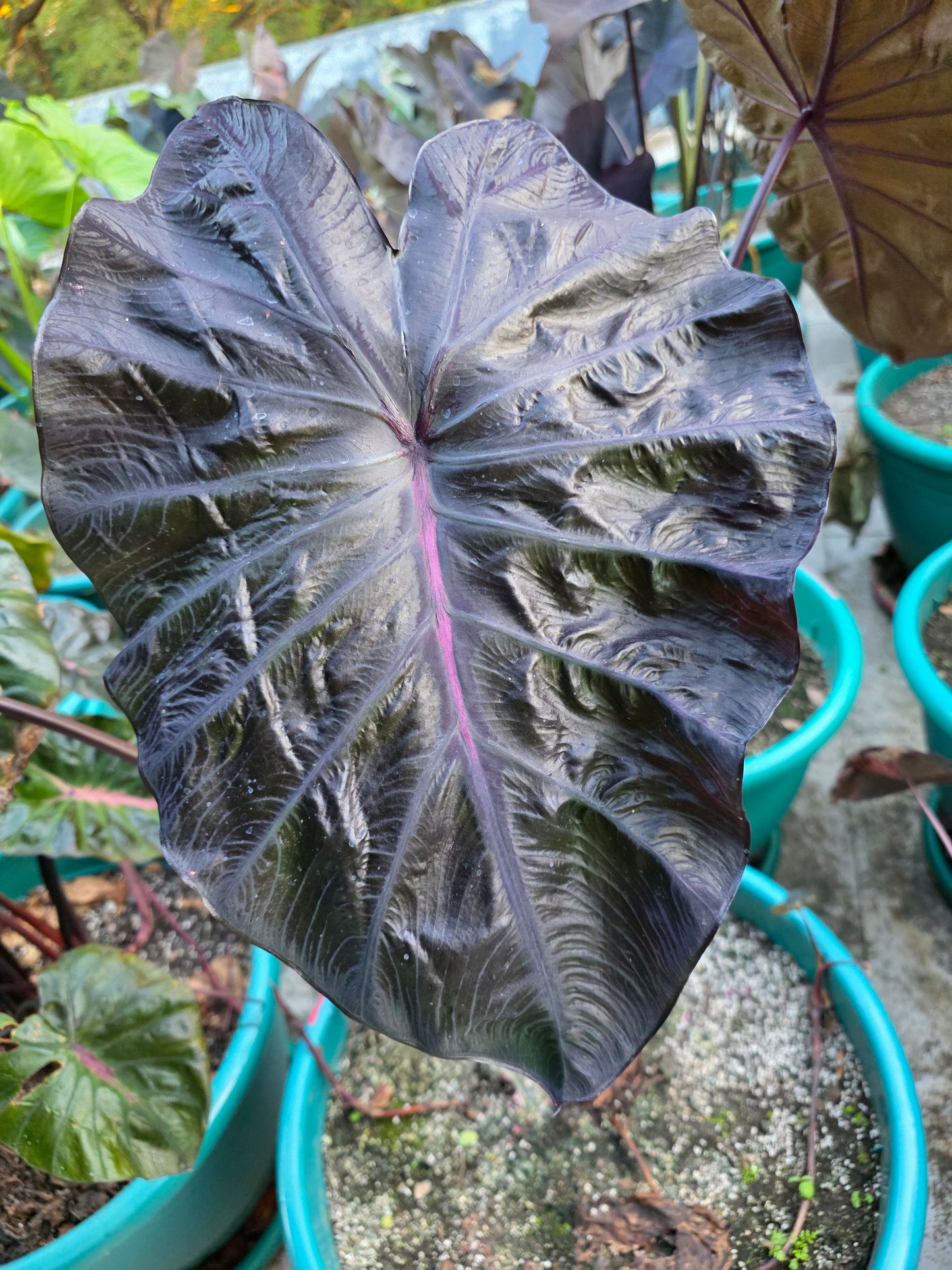 COLOCASIA BURGUNDY