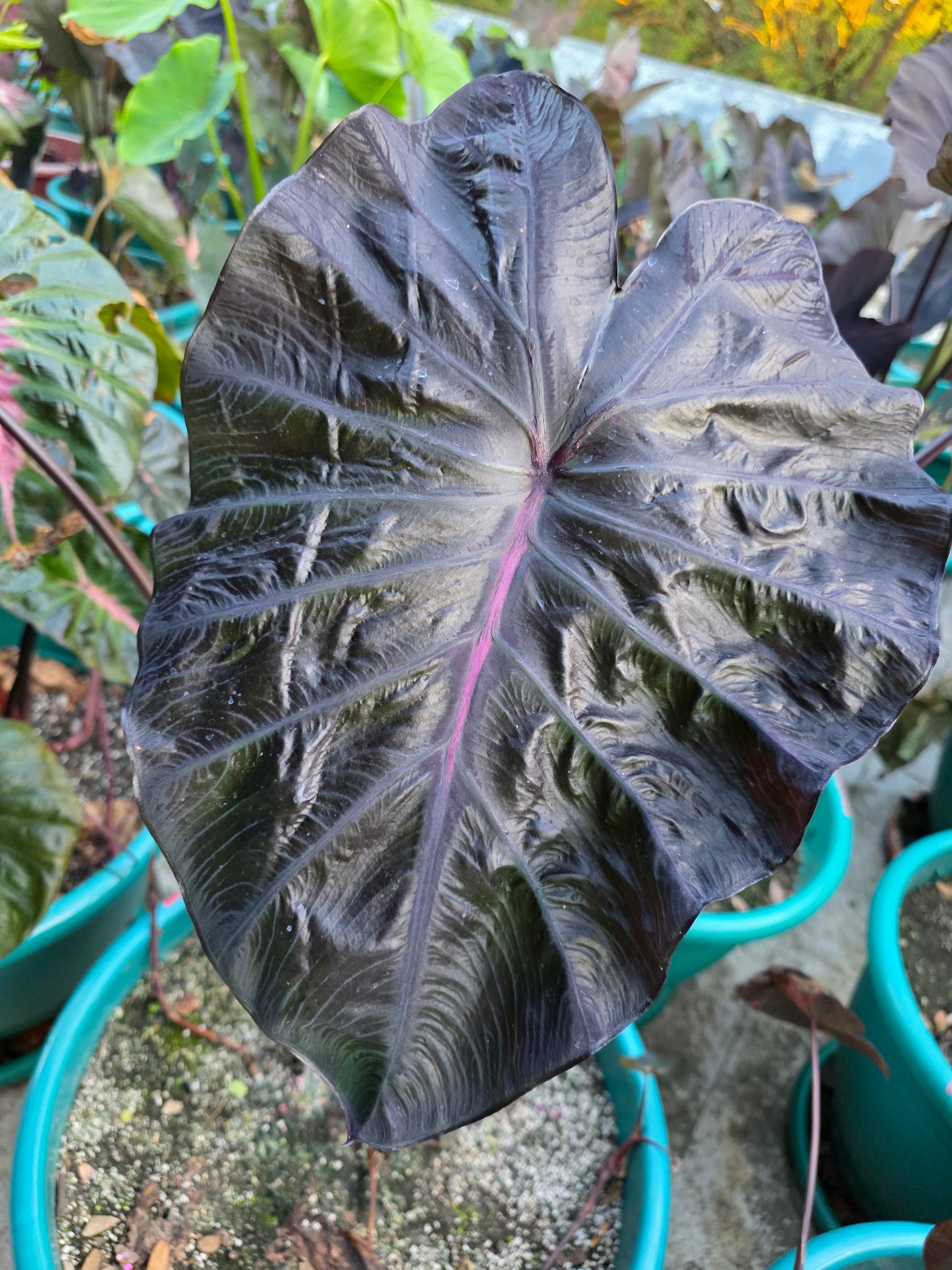 COLOCASIA BURGUNDY